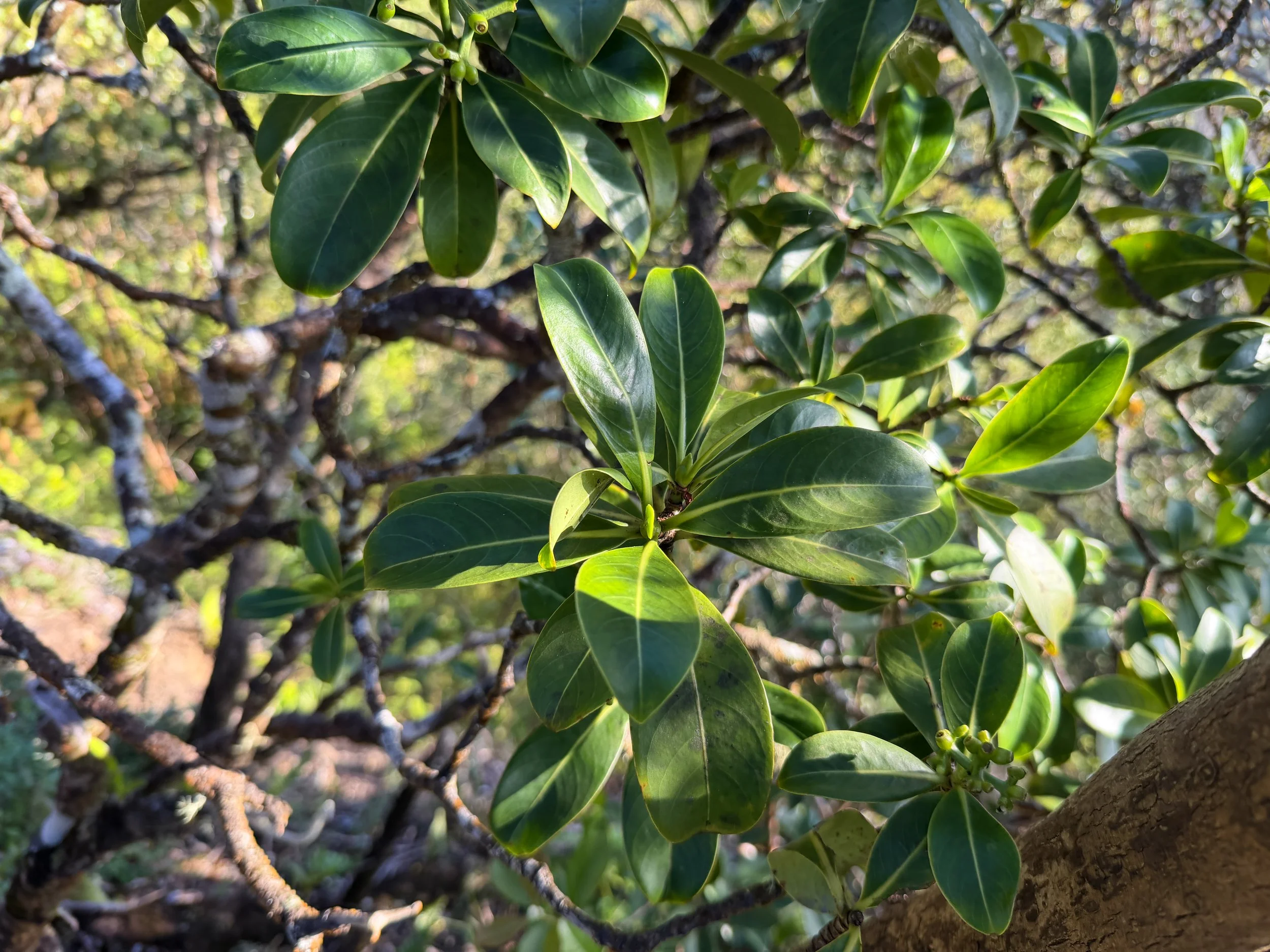Kopiko Psychotria mariniana
