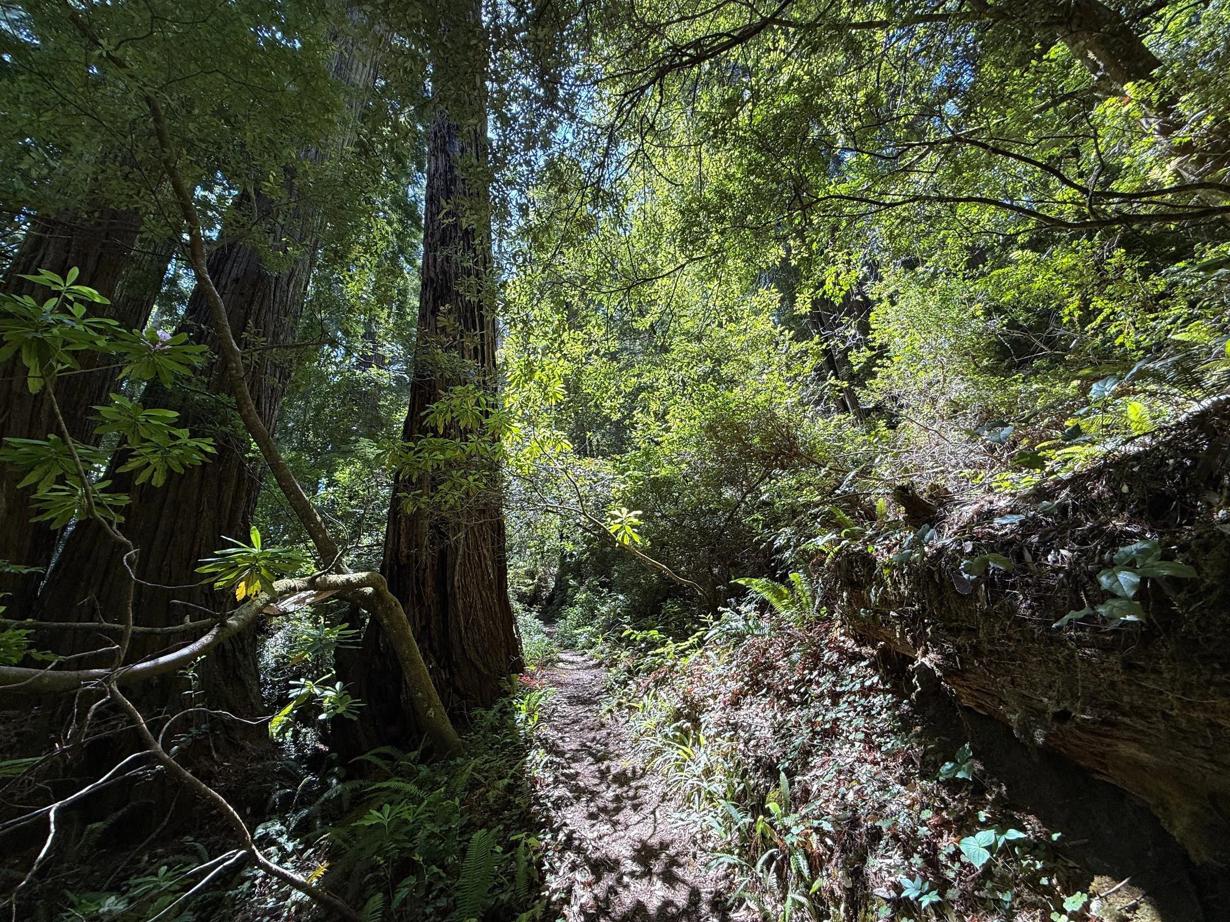 Hope Creek-Ten Taypo Trail Prairie Creek Redwoods State Park California