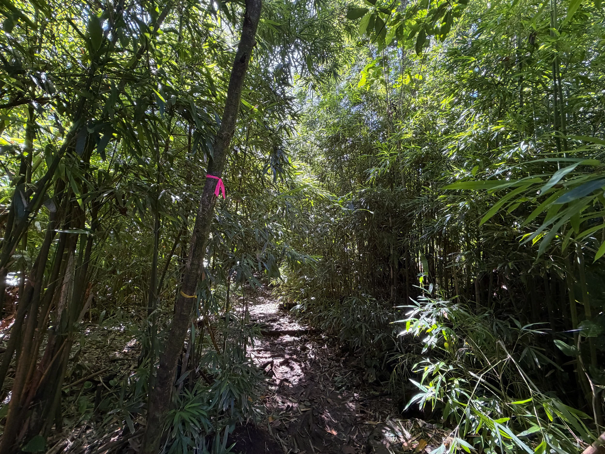Lulumahu Falls Trail Oahu Hawaii