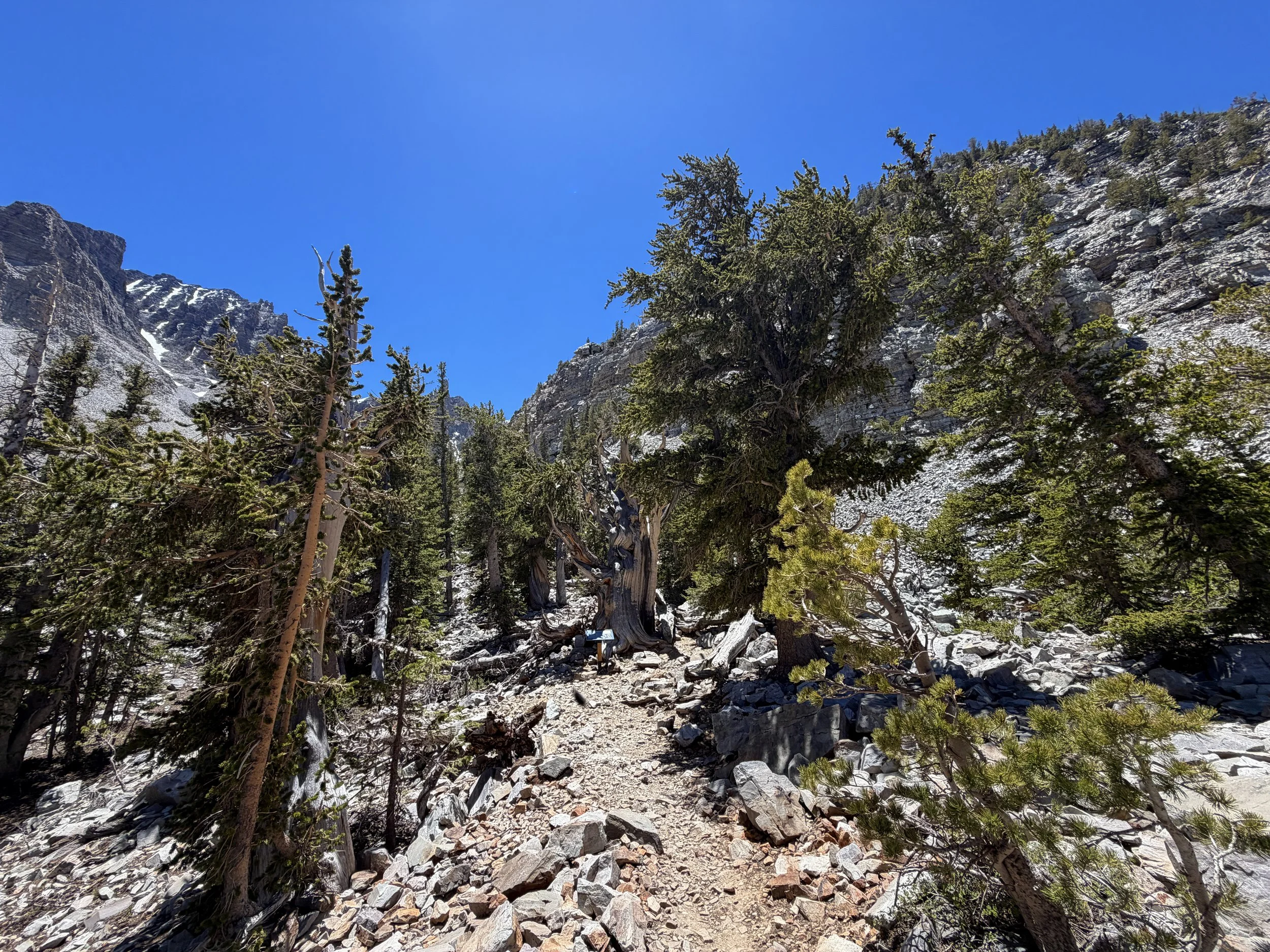 Bristlecone Interpretive Trail Great Basin National Park Nevada