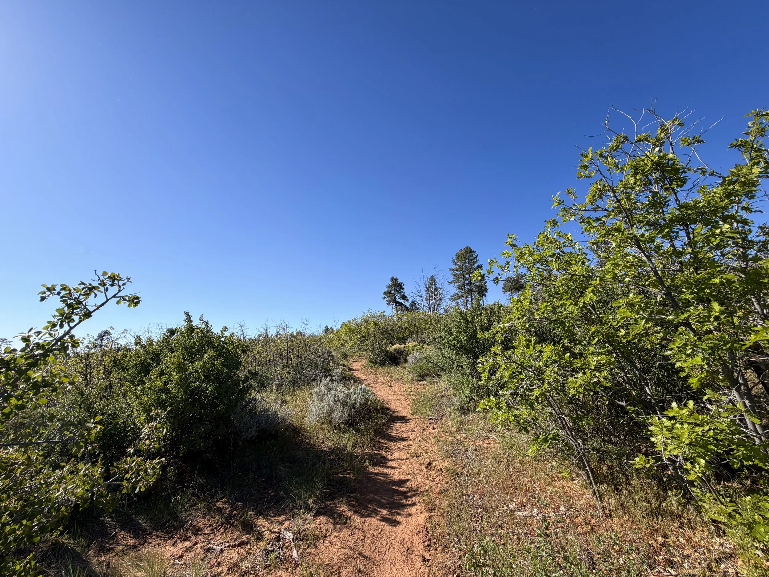 Deertrap Mountain Trail Zion National Park Utah