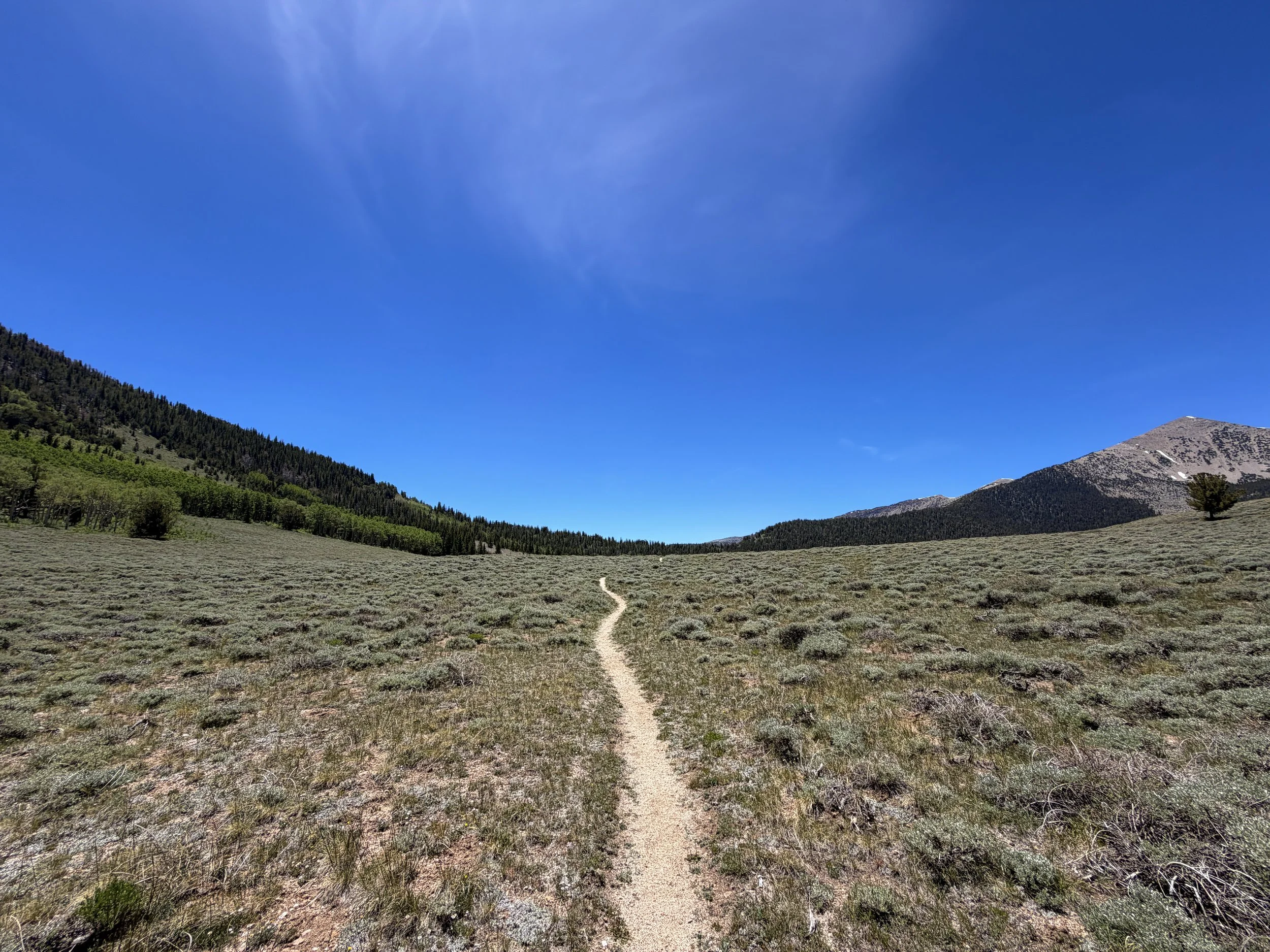 Timber Creek Loop Trail Great Basin National Park Nevada