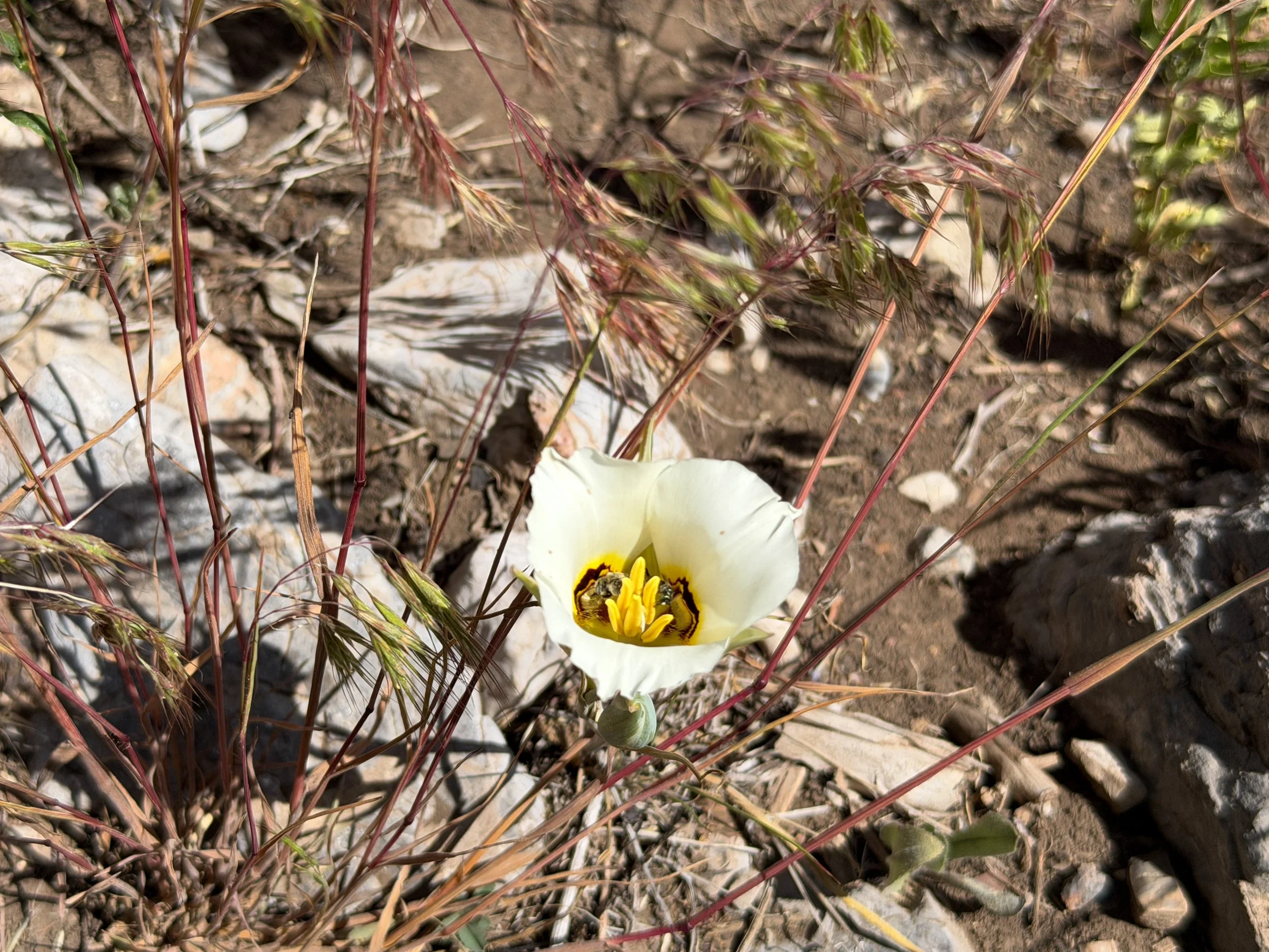Sego Lily Calochortus nuttallii