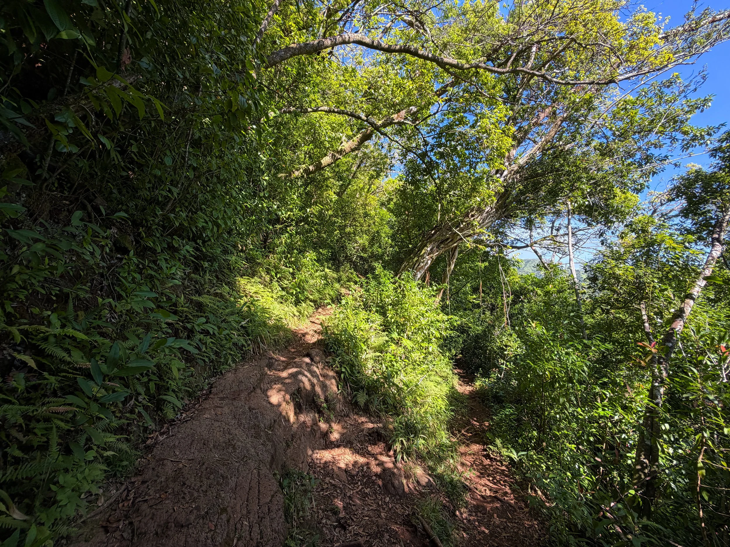 Aihualama Trail Oahu Hawaii