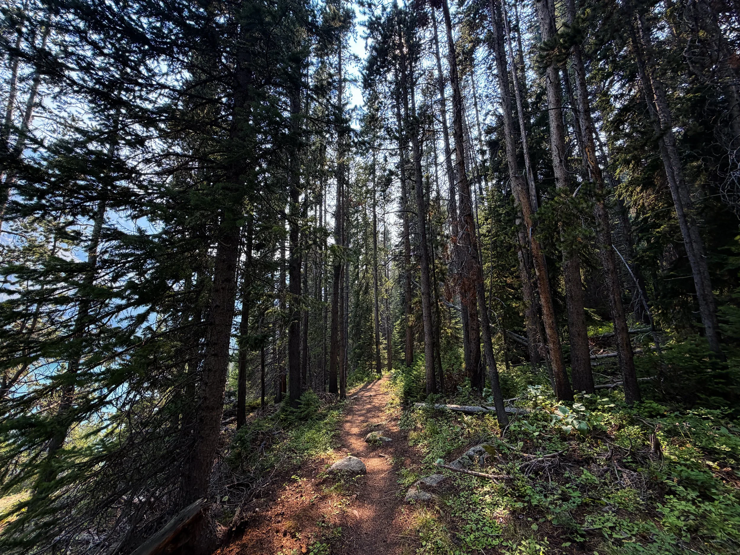 Beaten Path Trail Beartooth Mountains Montana