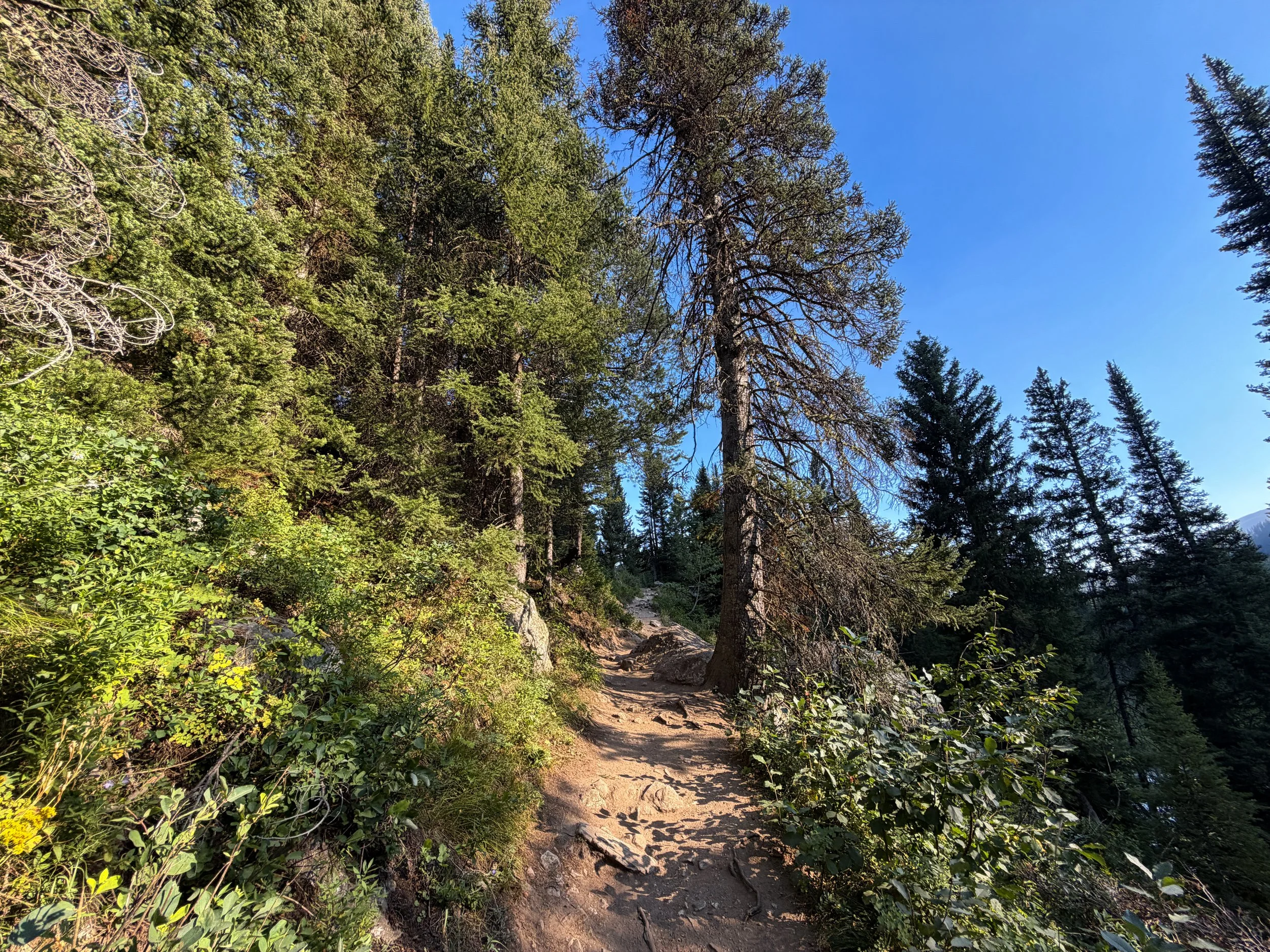 Moose Ponds Loop Trail Grand Teton National Park Wyoming
