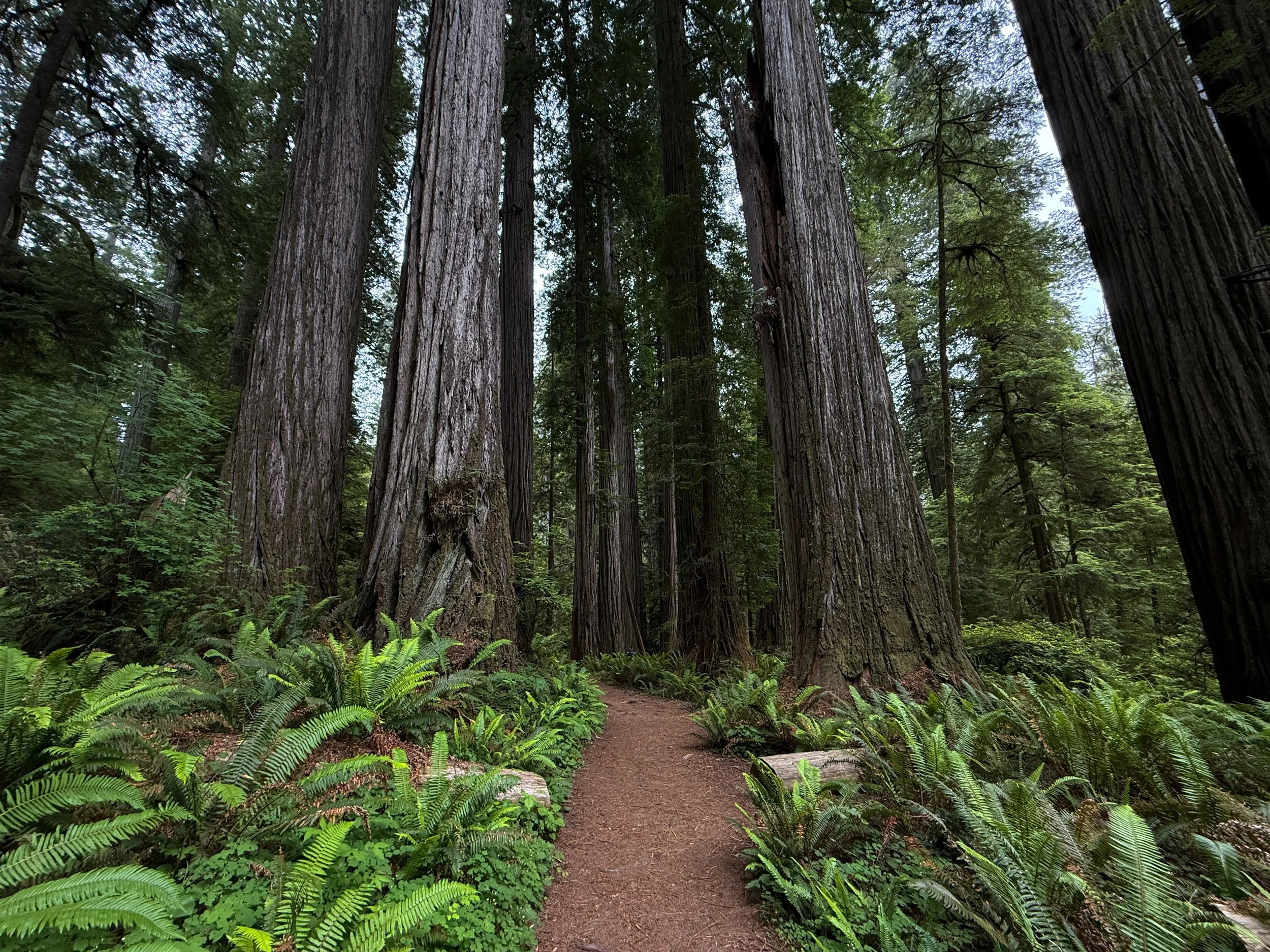 Boy Scout Tree Hike Jedediah Smith Redwoods State Park California