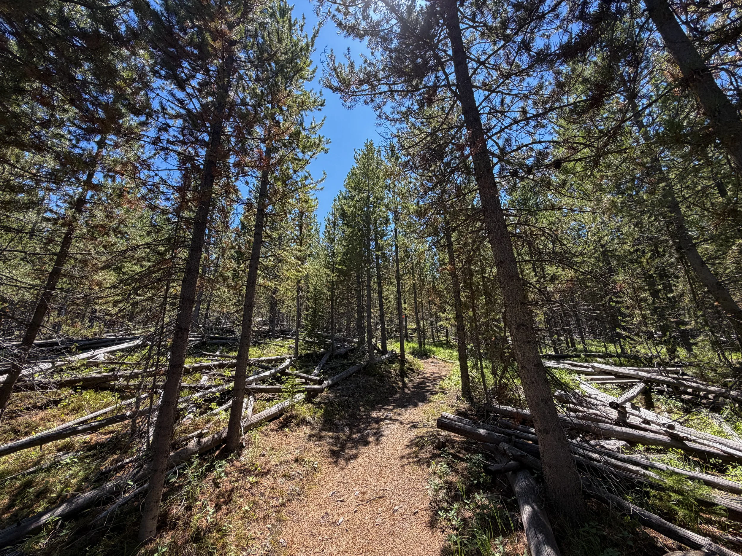 Fern Cascade Loop Trail Yellowstone National Park Wyoming