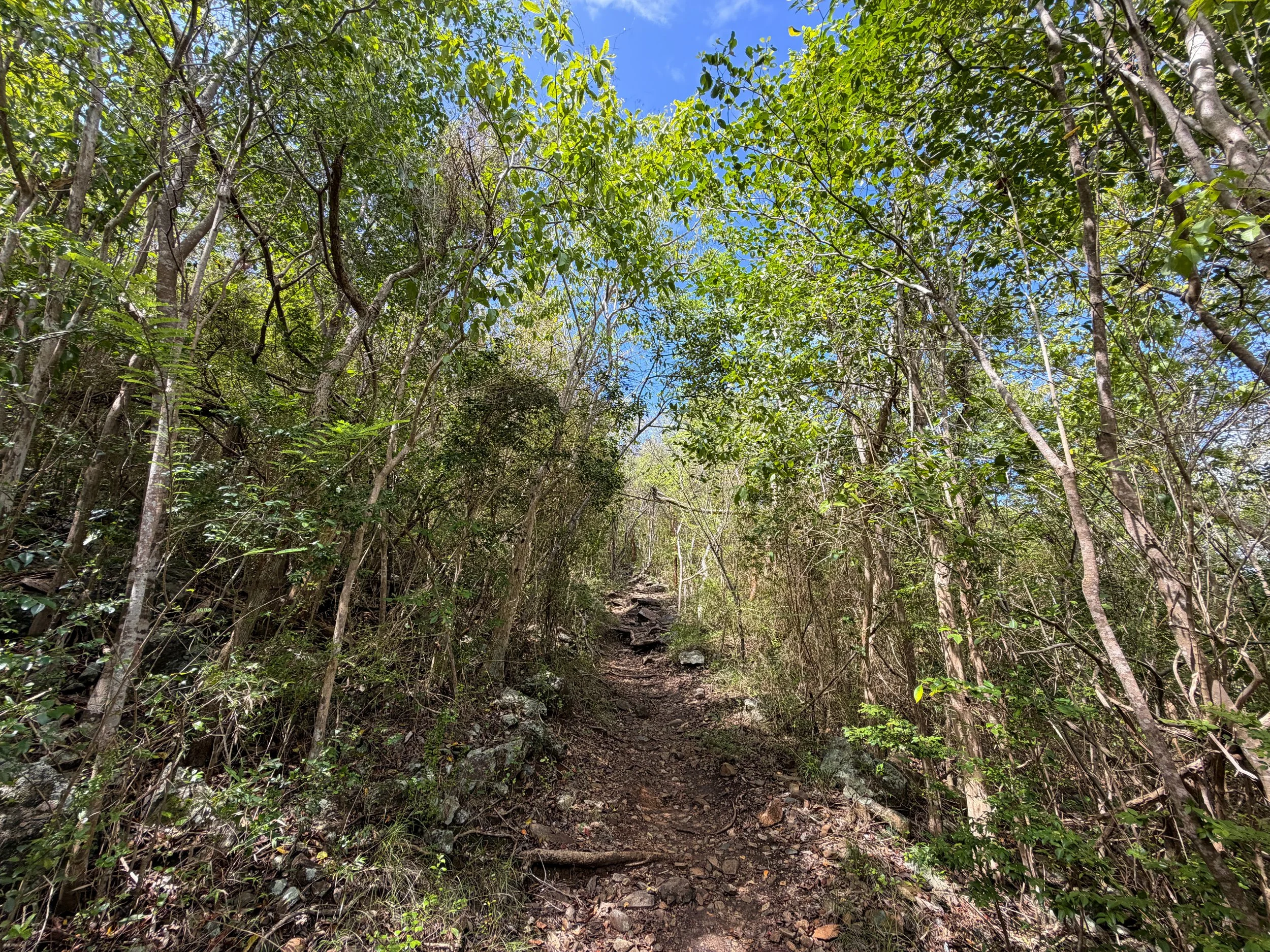 Upper Lind Point Trail Virgin Islands National Park