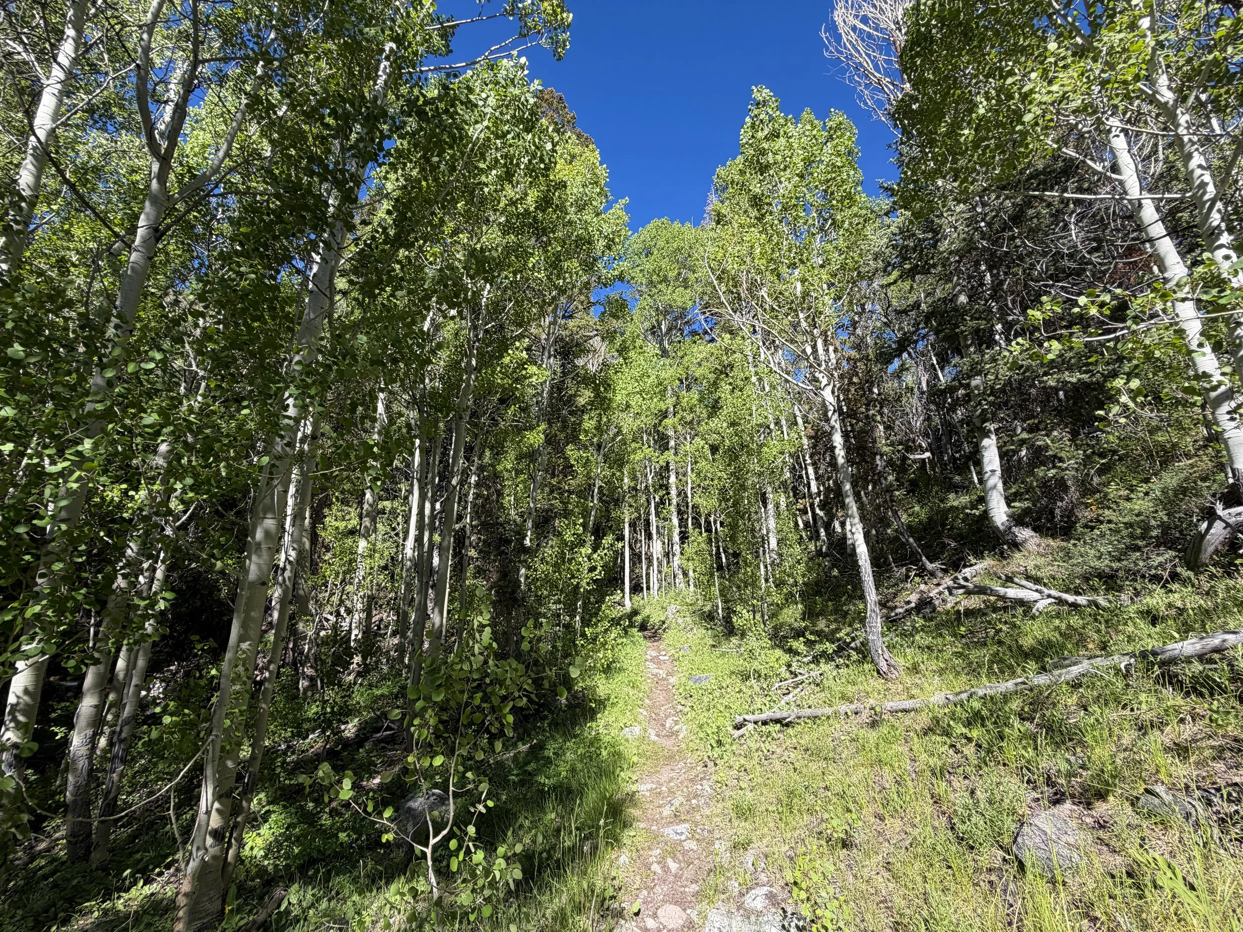 Baker Lake Trail Great Basin National Park Nevada