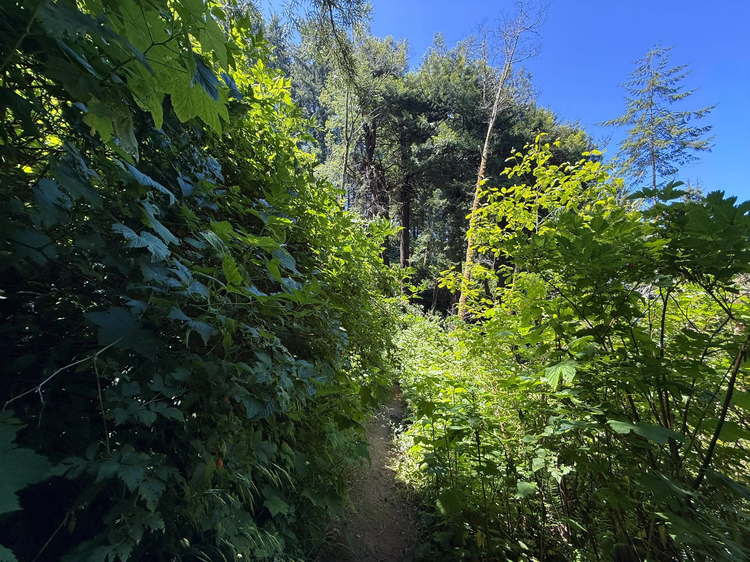 Ossagon Trail Prairie Creek Redwoods State Park California