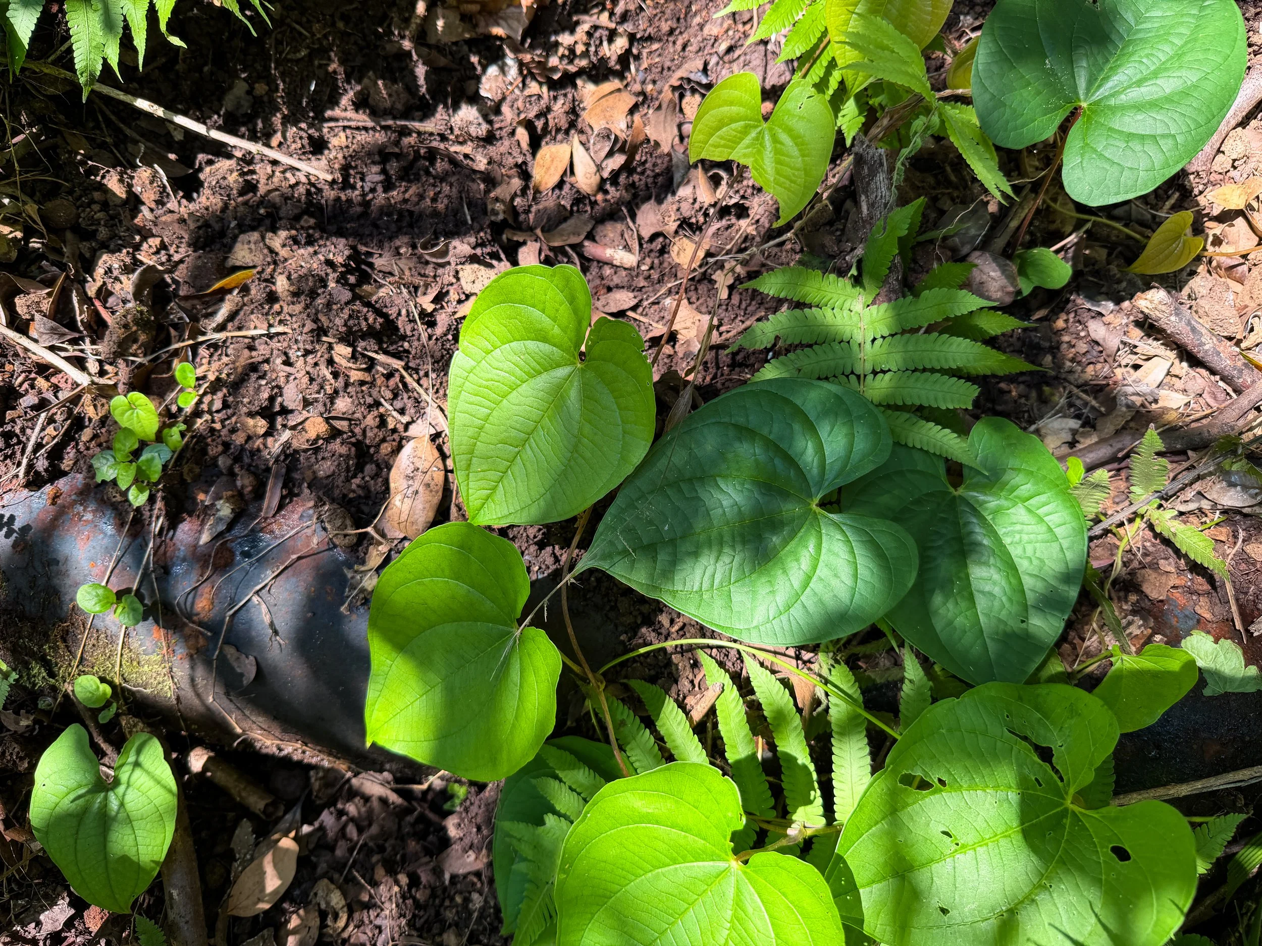 Awa Piper methysticum