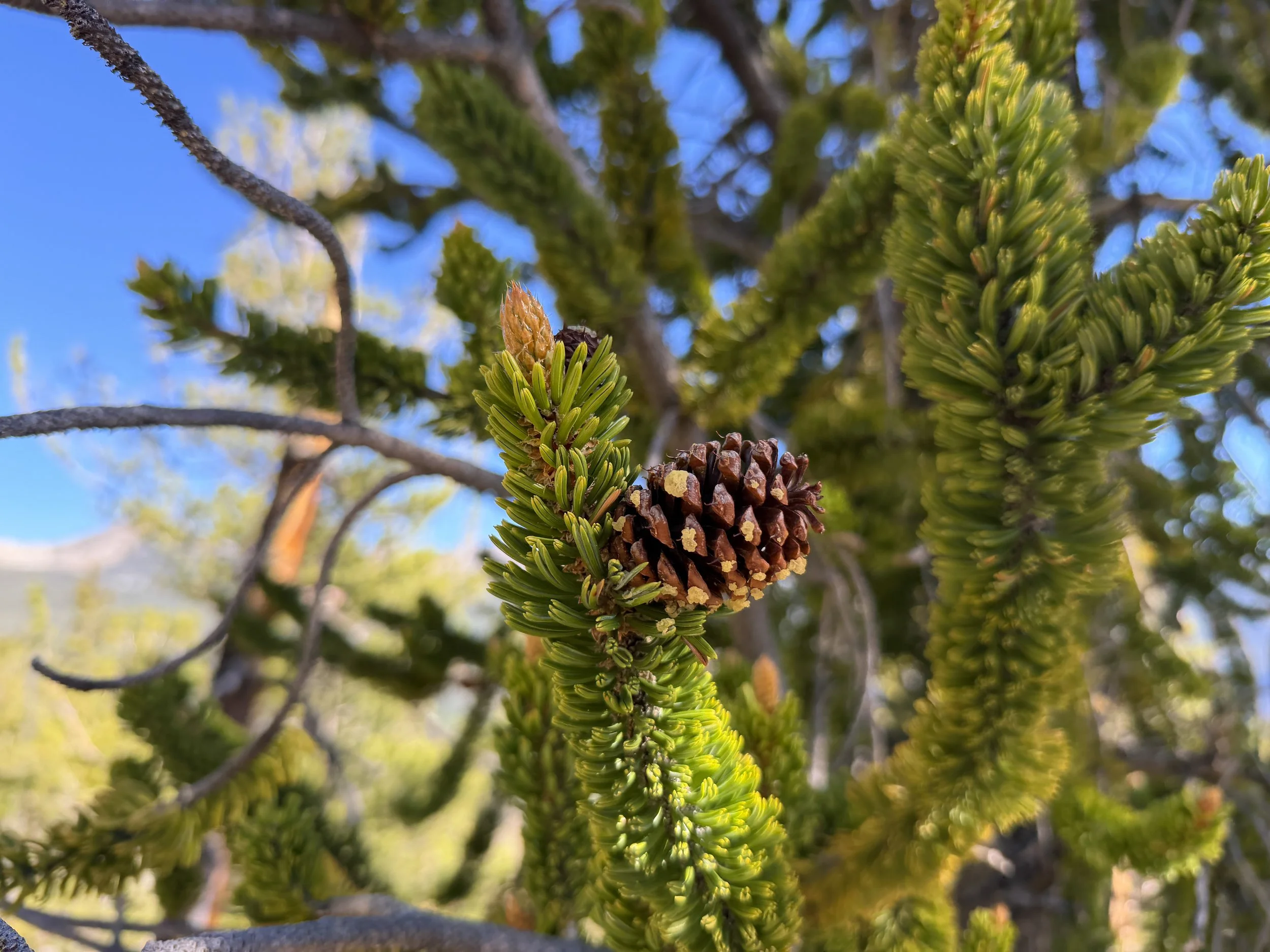 Bristlecone Pine Pinus longaeva