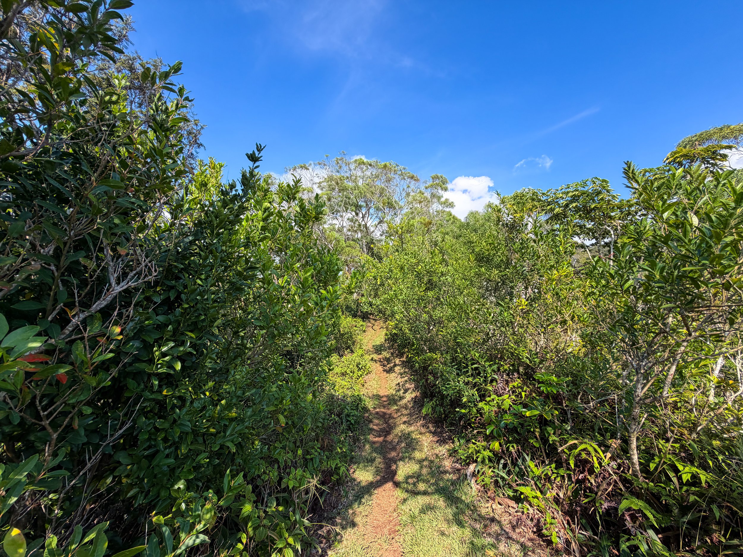 Nuuanu Trail Oahu Hawaii