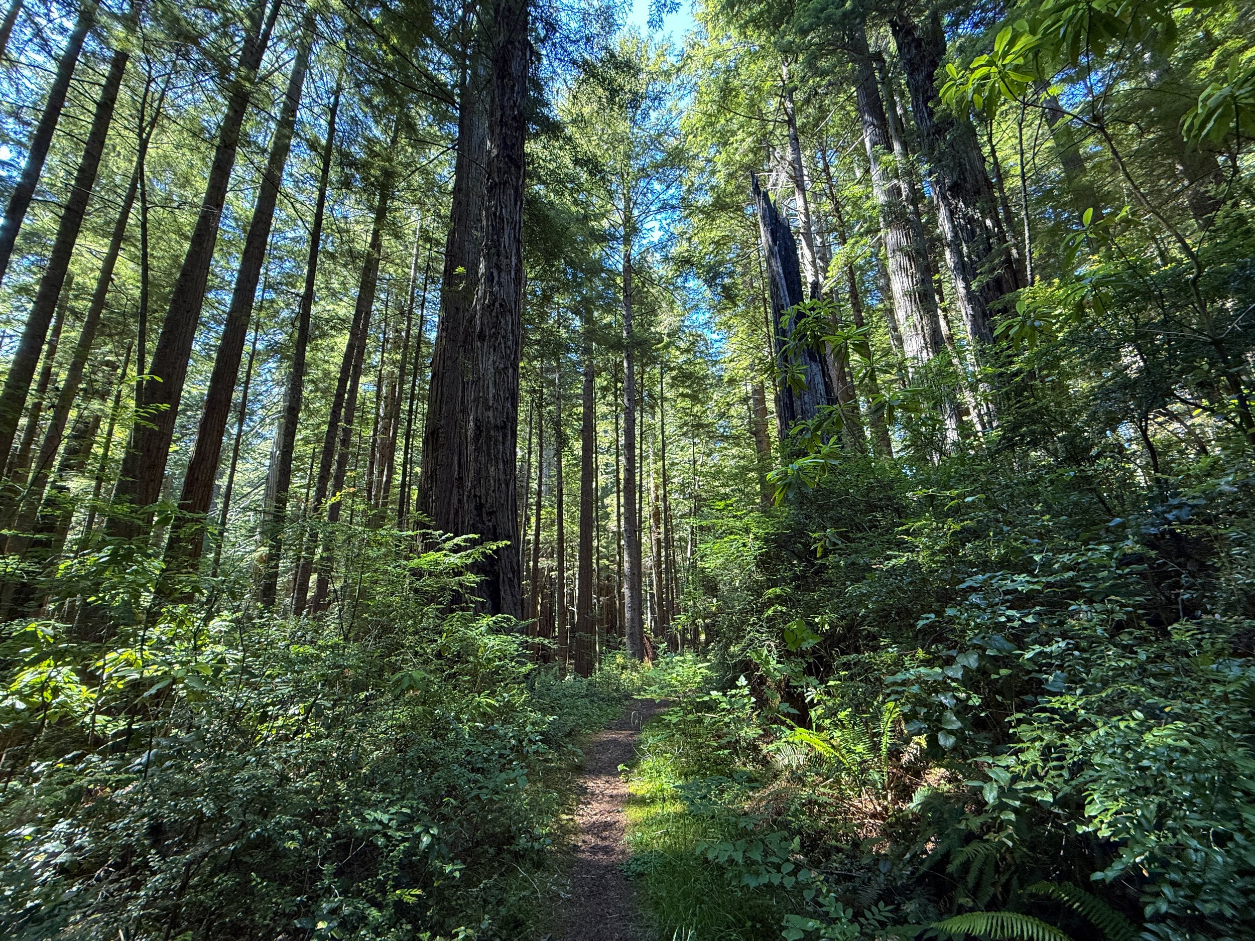 Hope Creek Trail Prairie Creek Redwoods State Park California