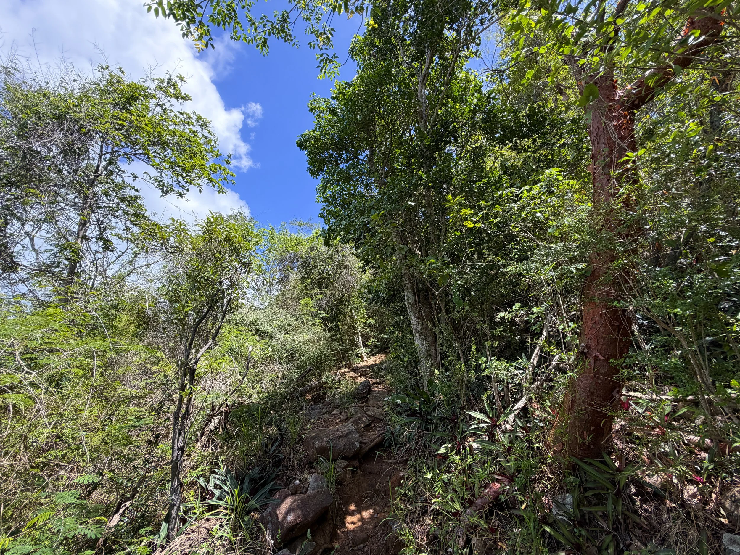 Caneel Hill Hike Virgin Islands National Park