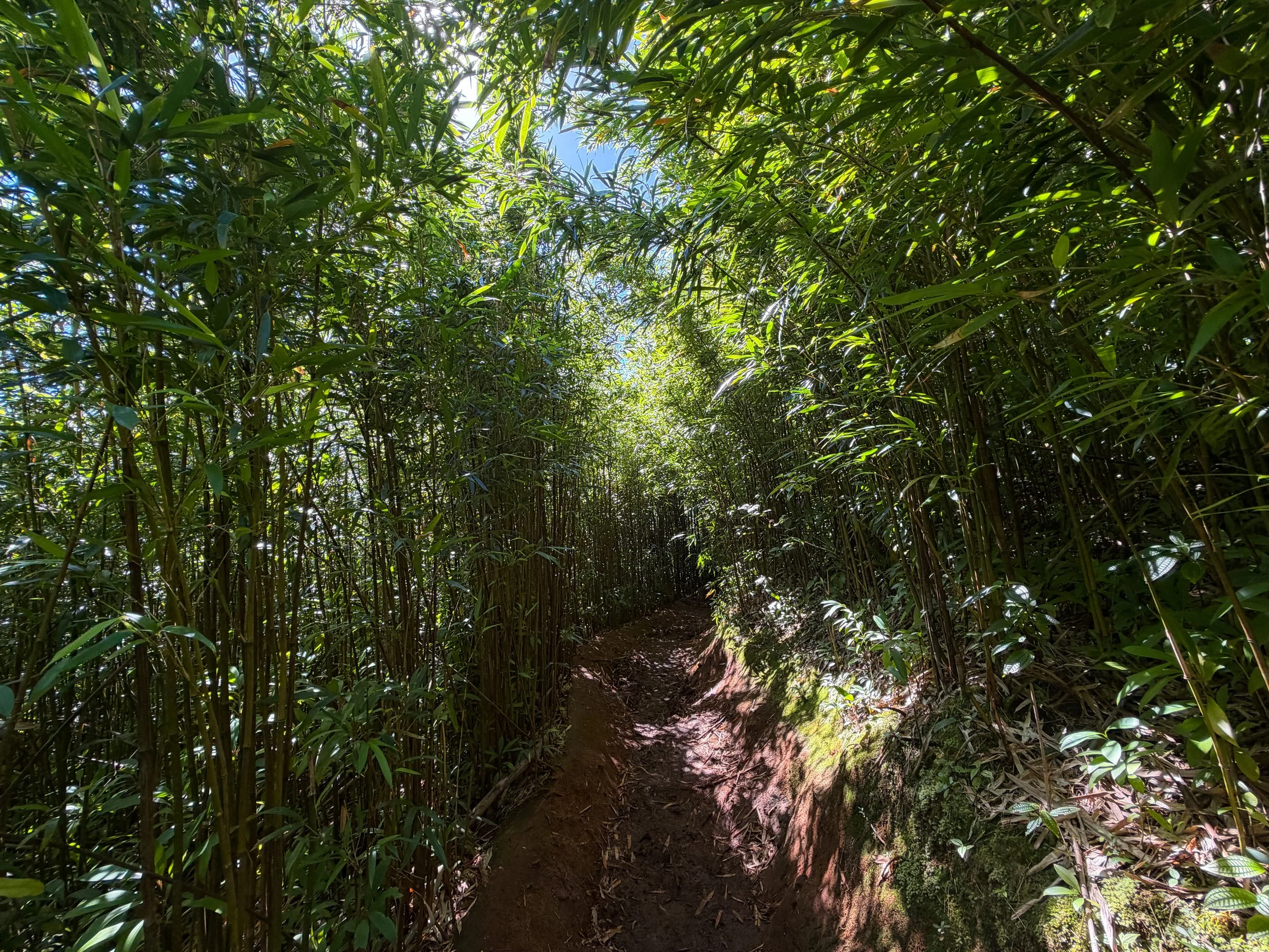 Aihualama Trail Oahu Hawaii