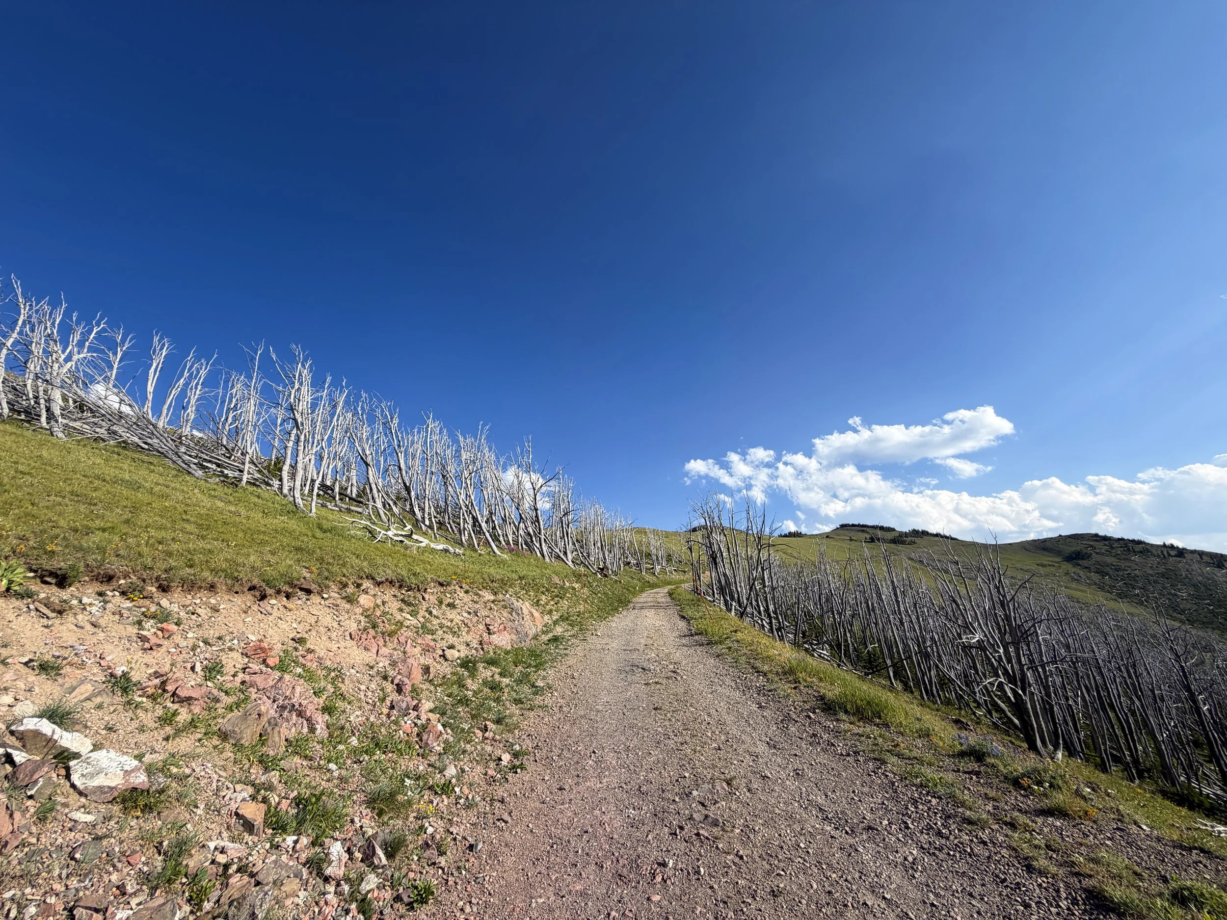 Mt. Washburn Trail via Chittenden Road Yellowstone National Park Wyoming