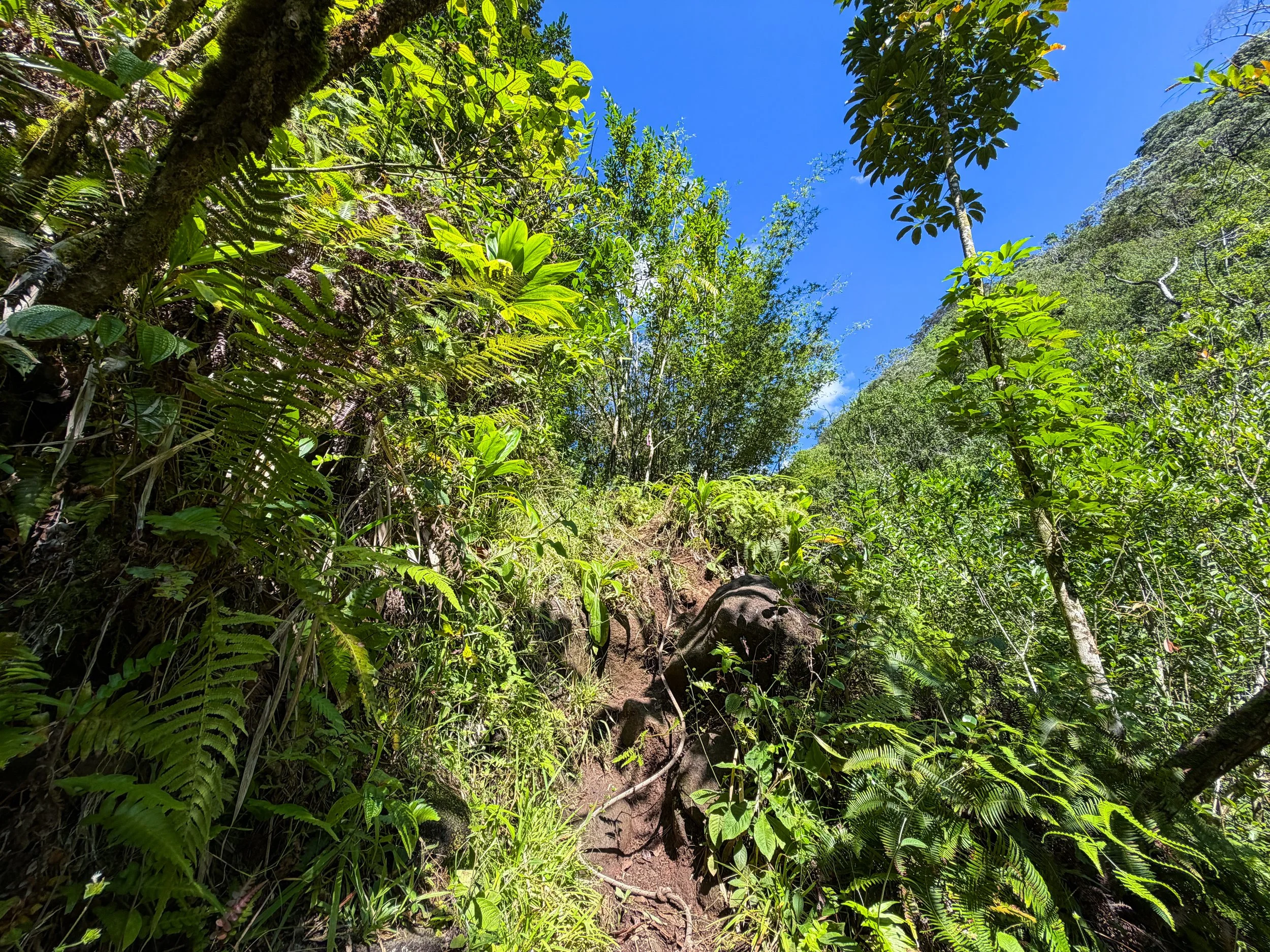 Kaau Crater Trail Ropes Oahu Hawaii