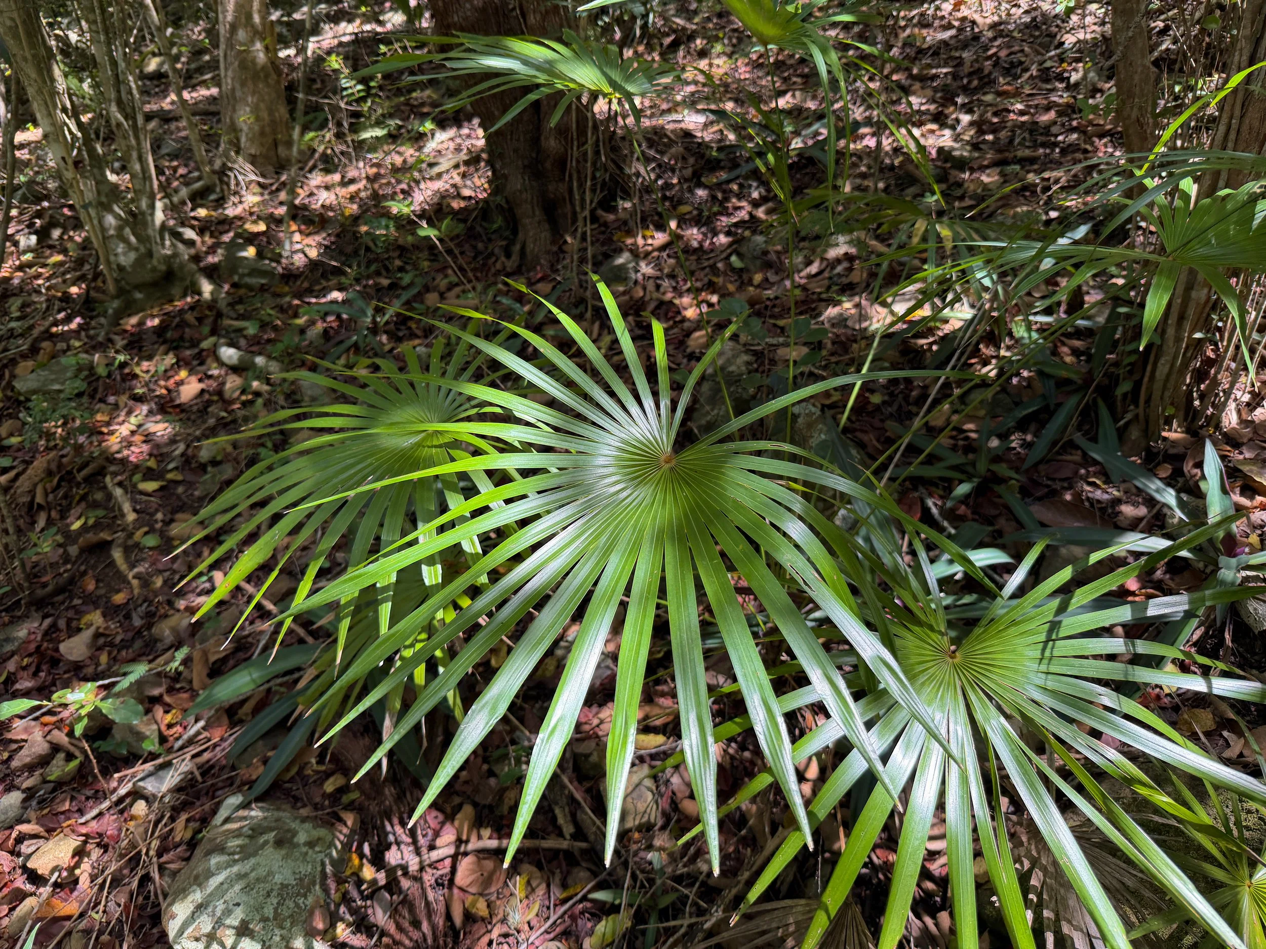 Tyre Palm Coccothrinax alta