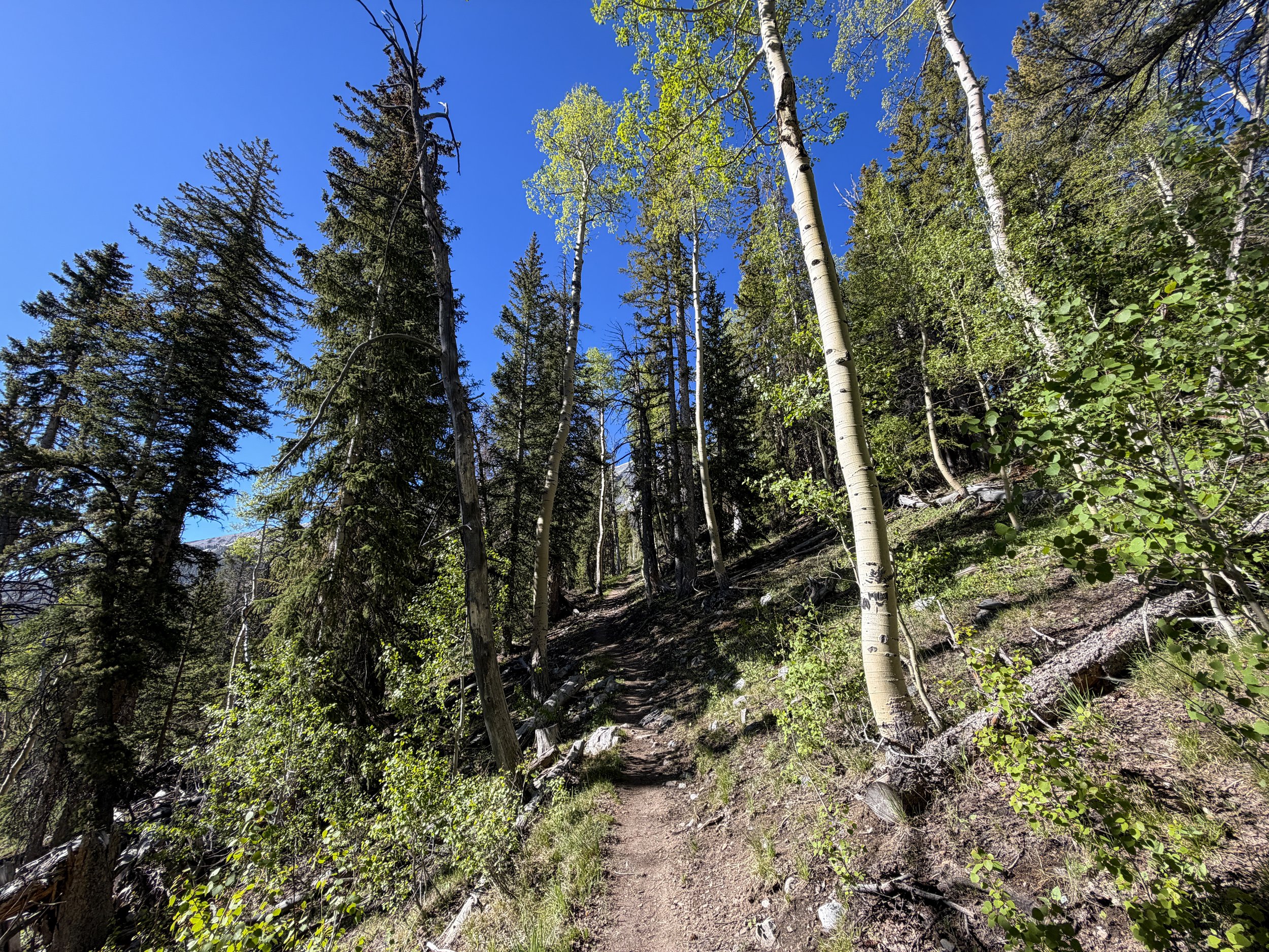 Lehman Creek Trail Great Basin National Park Nevada