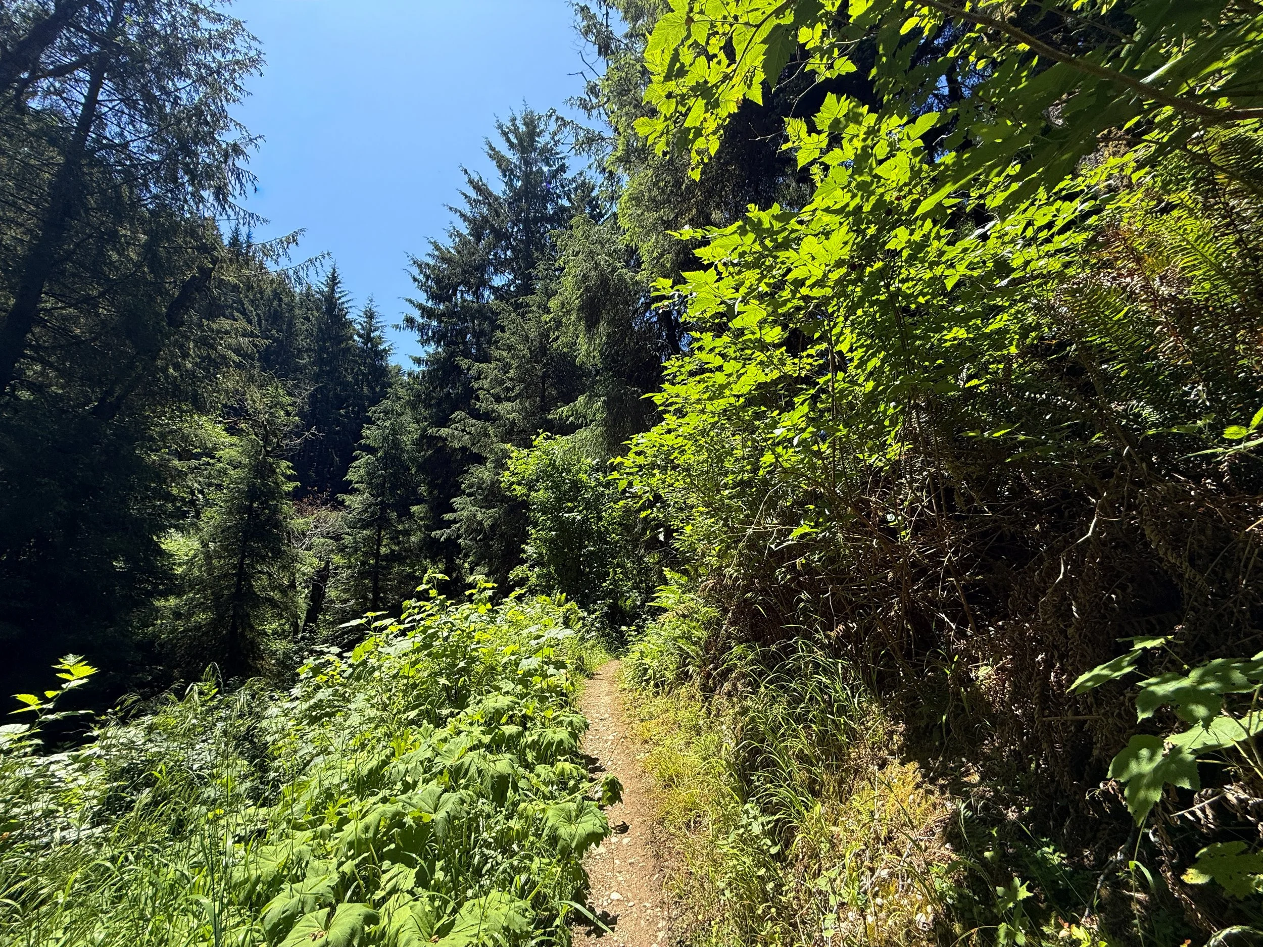 Ossagon Trail Prairie Creek Redwoods State Park California
