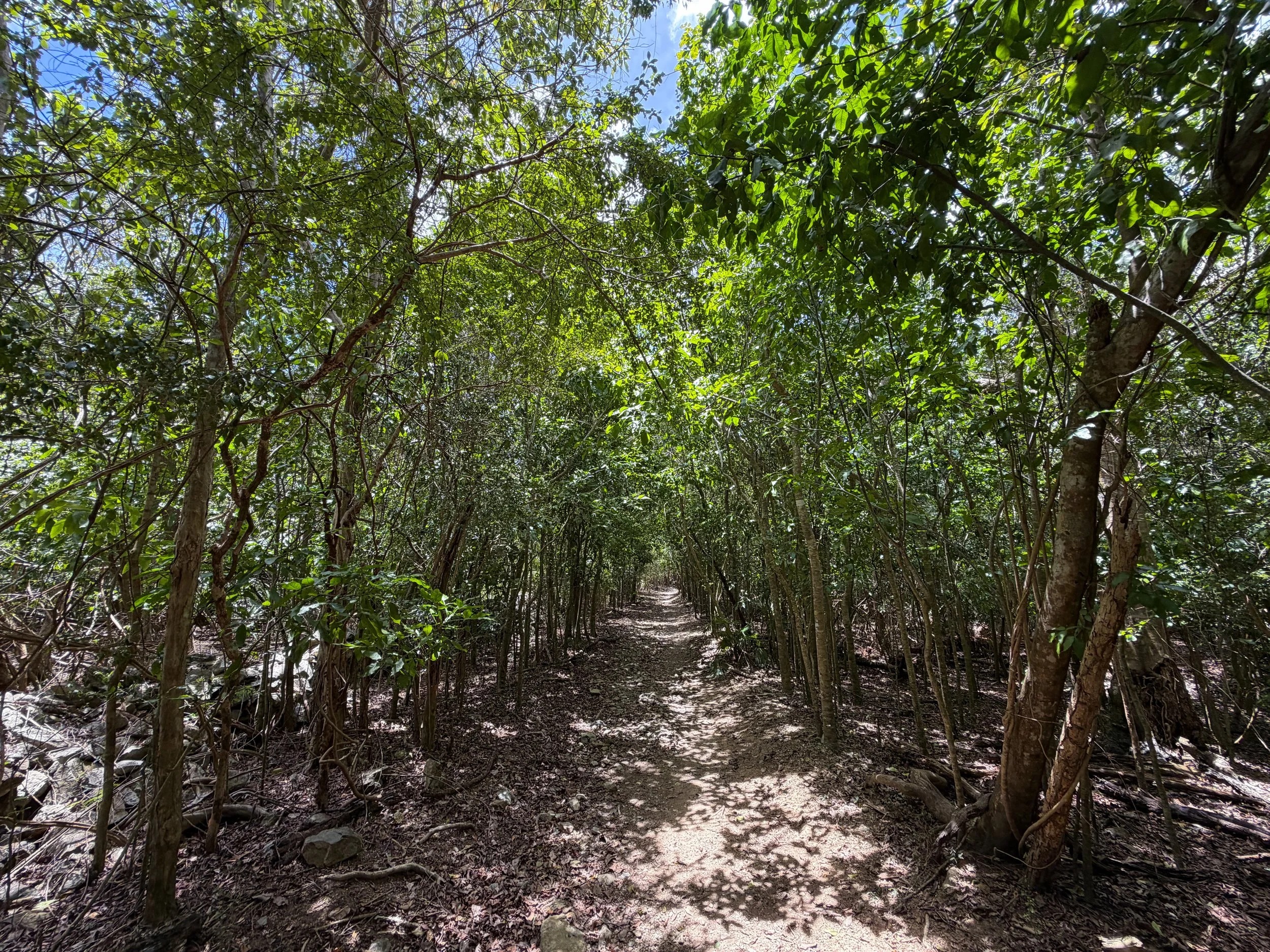 Reef Bay Trail Virgin Islands National Park