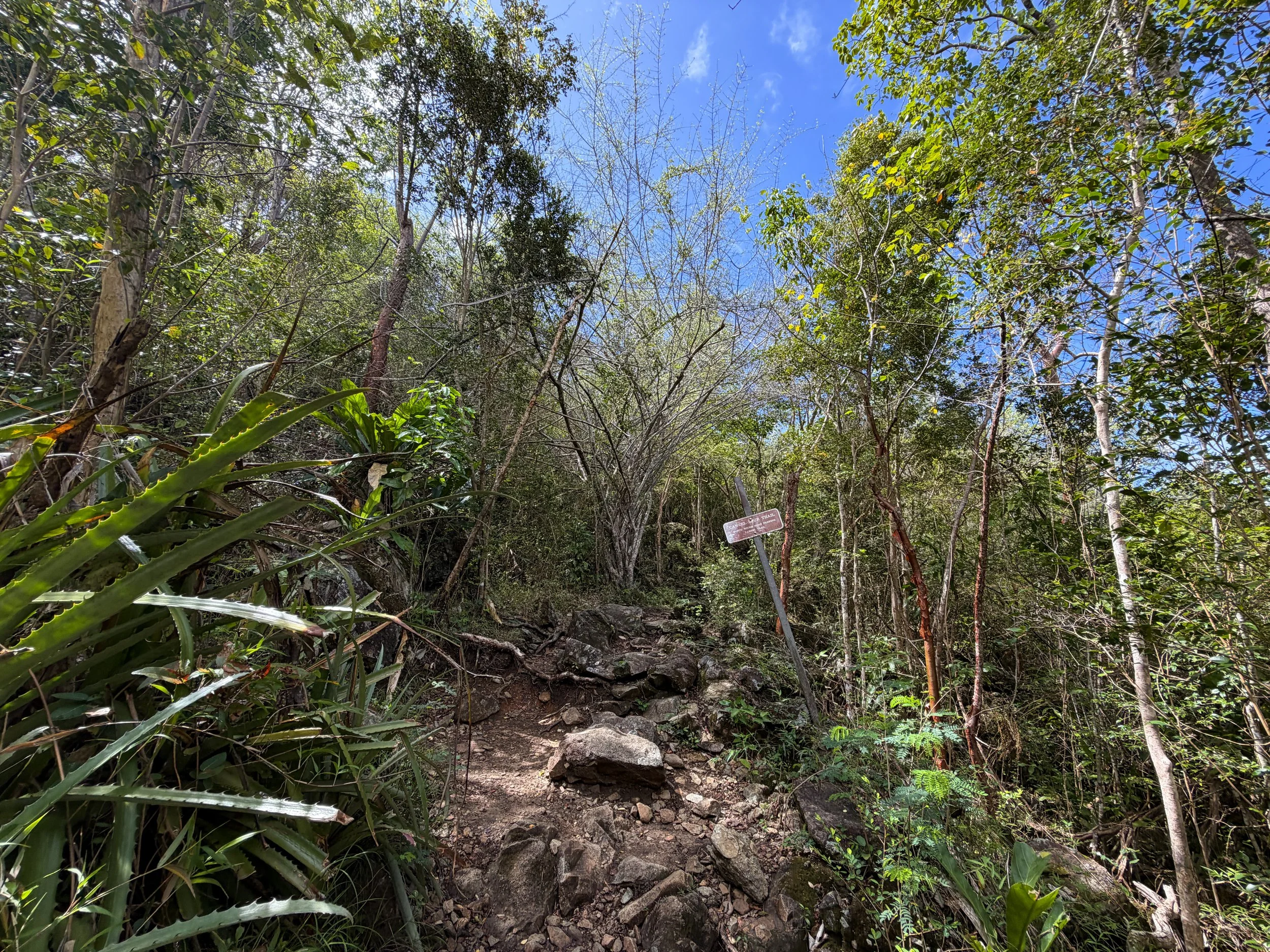 Upper Lind Point Trail Virgin Islands National Park