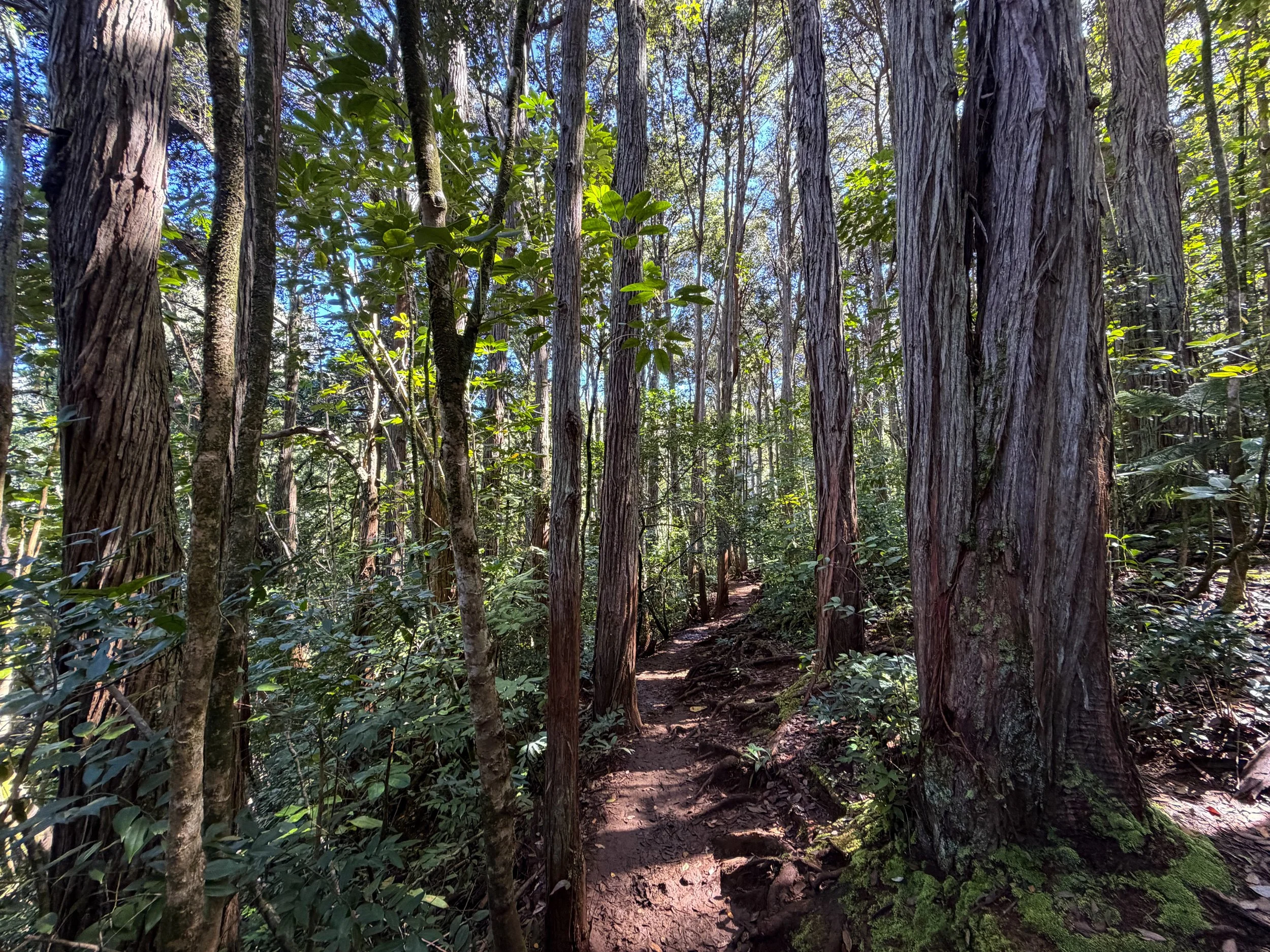 Judd Trail Oahu Hawaii