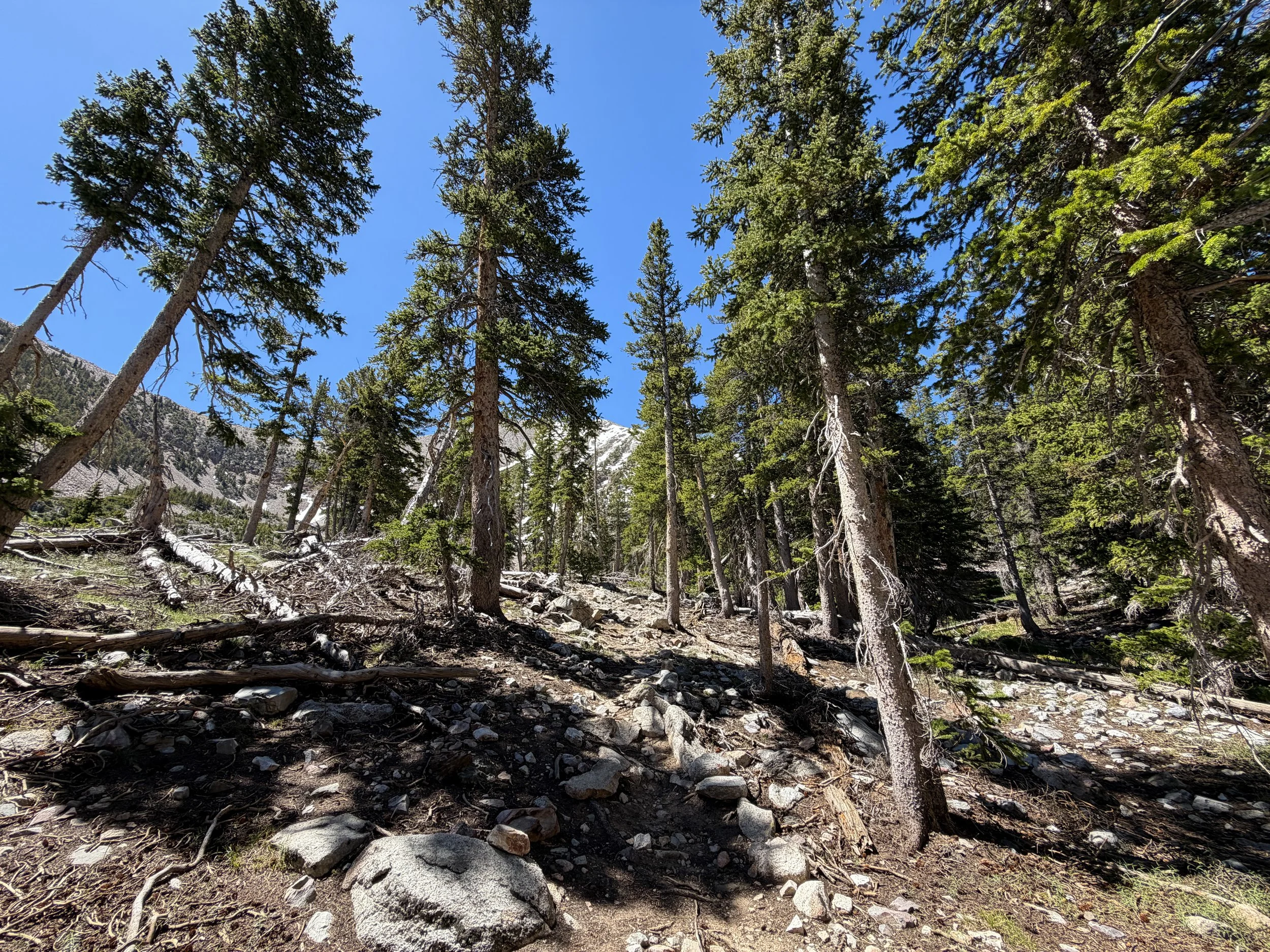 Baker Lake Trail Great Basin National Park Nevada