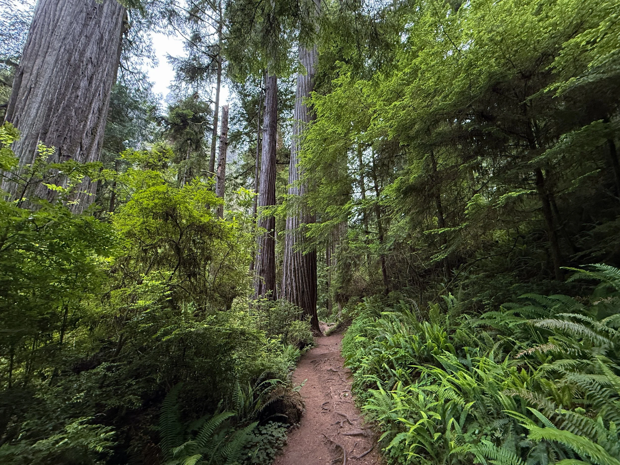 Boy Scout Tree Trail to Fern Falls Jedediah Smith Redwoods State Park California