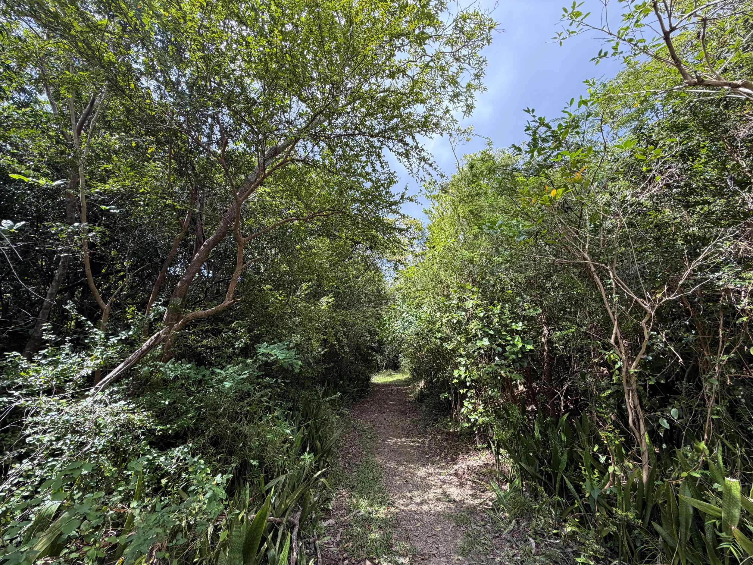 L'Esperance Trail Virgin Islands National Park