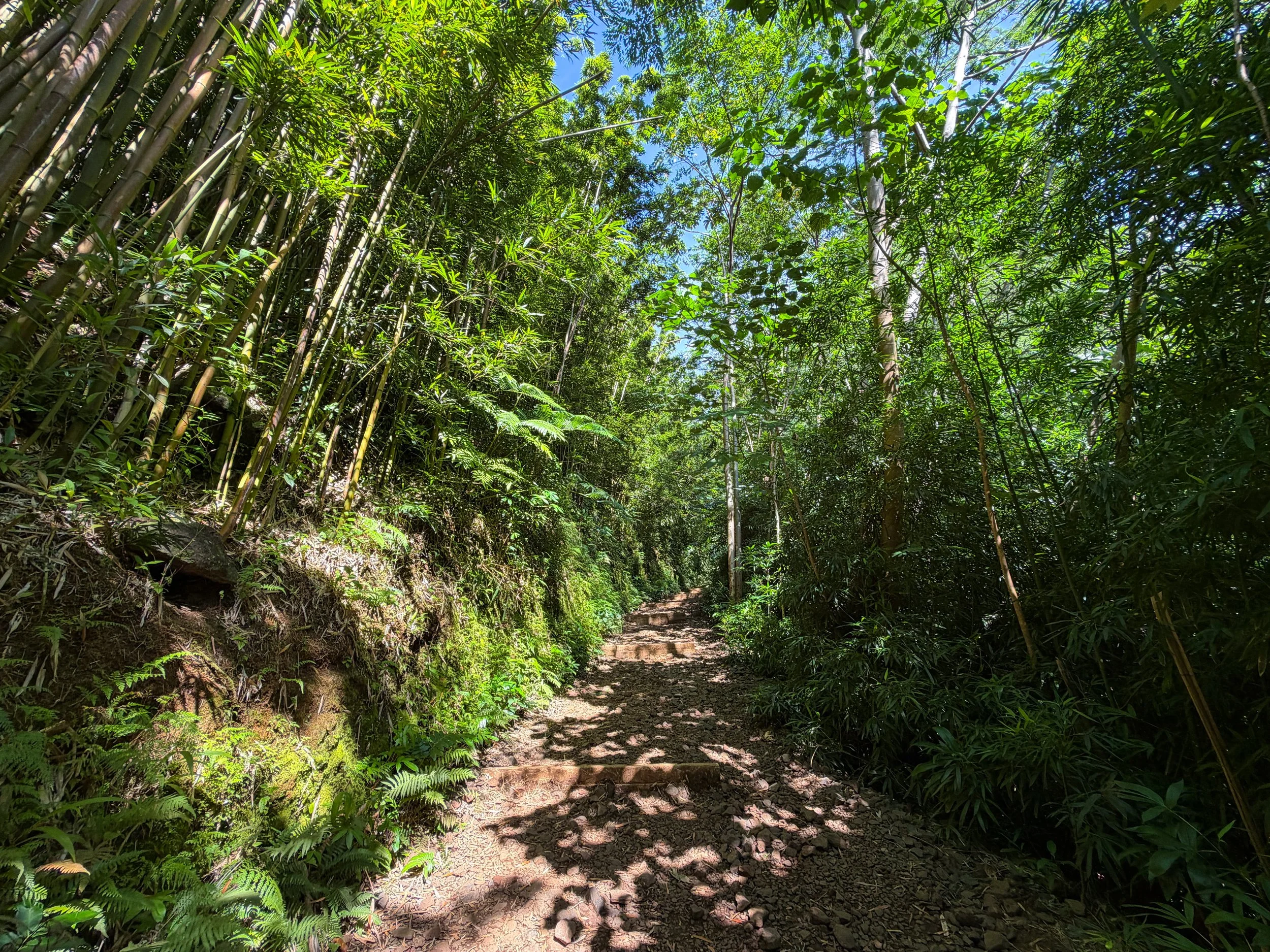 Manoa Falls Trail Oahu Hawaii