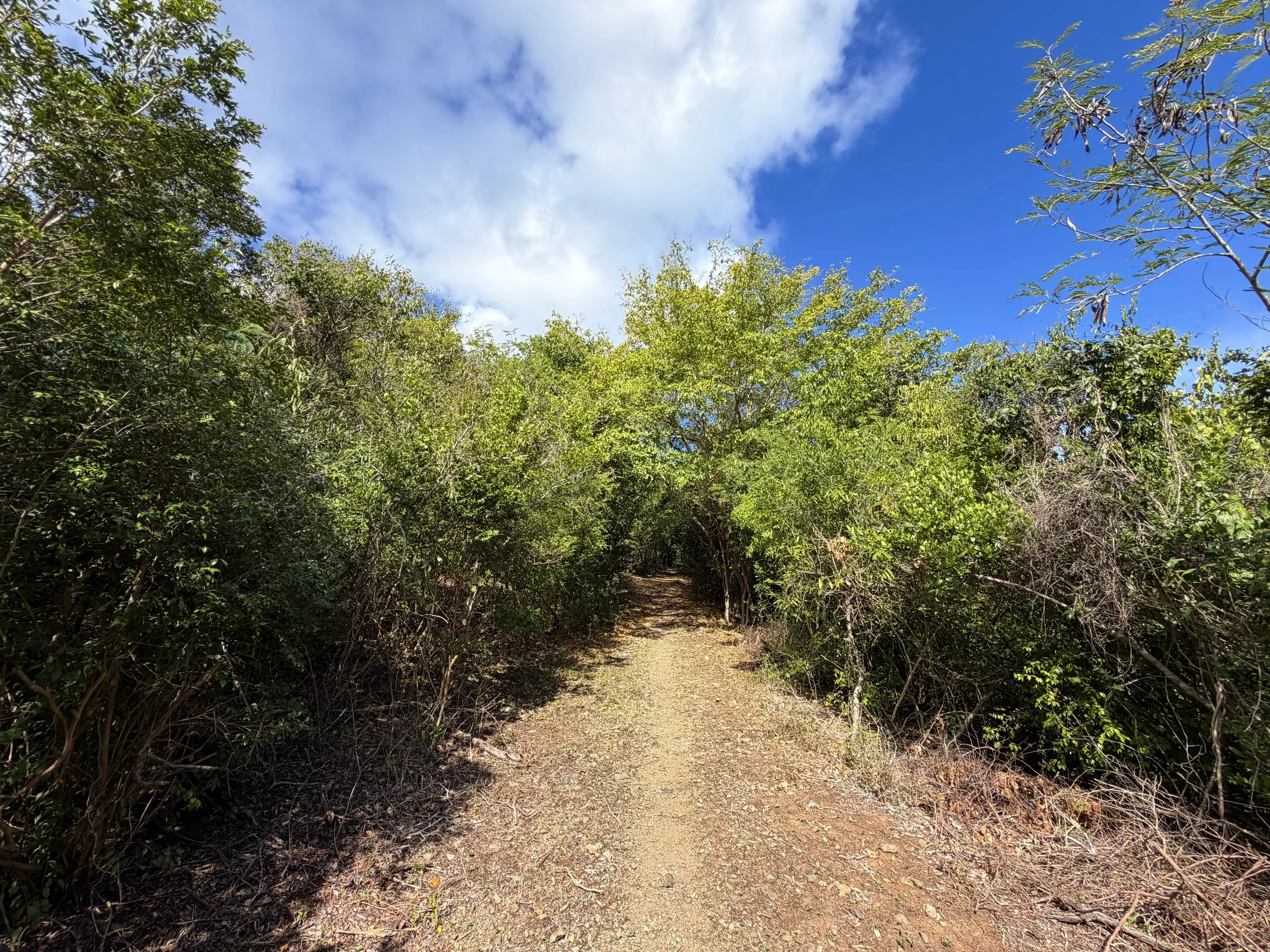 Brown Bay Trail Virgin Islands National Park