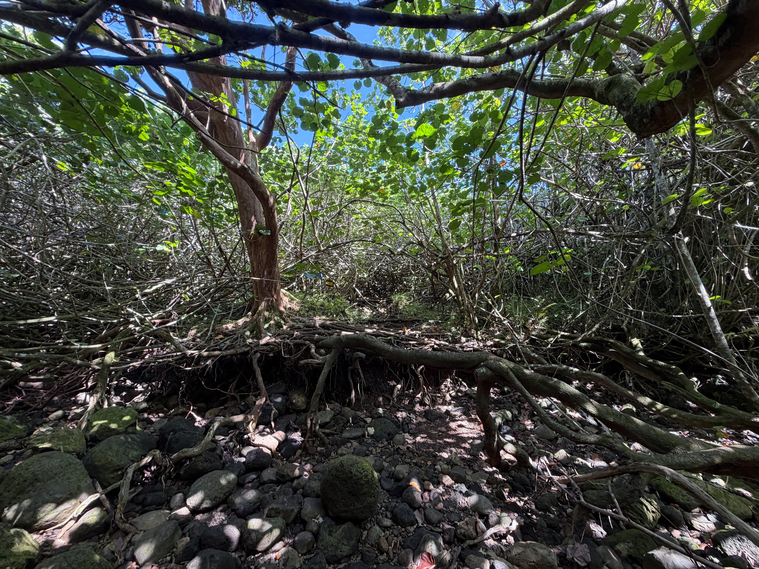 Kulanaahane Trail to Moanalua Saddle Oahu Hawaii