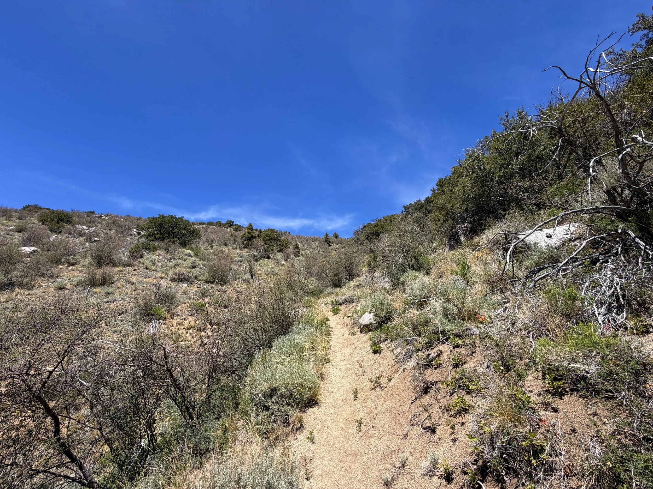 Serviceberry Loop Trail Great Basin National Park Nevada