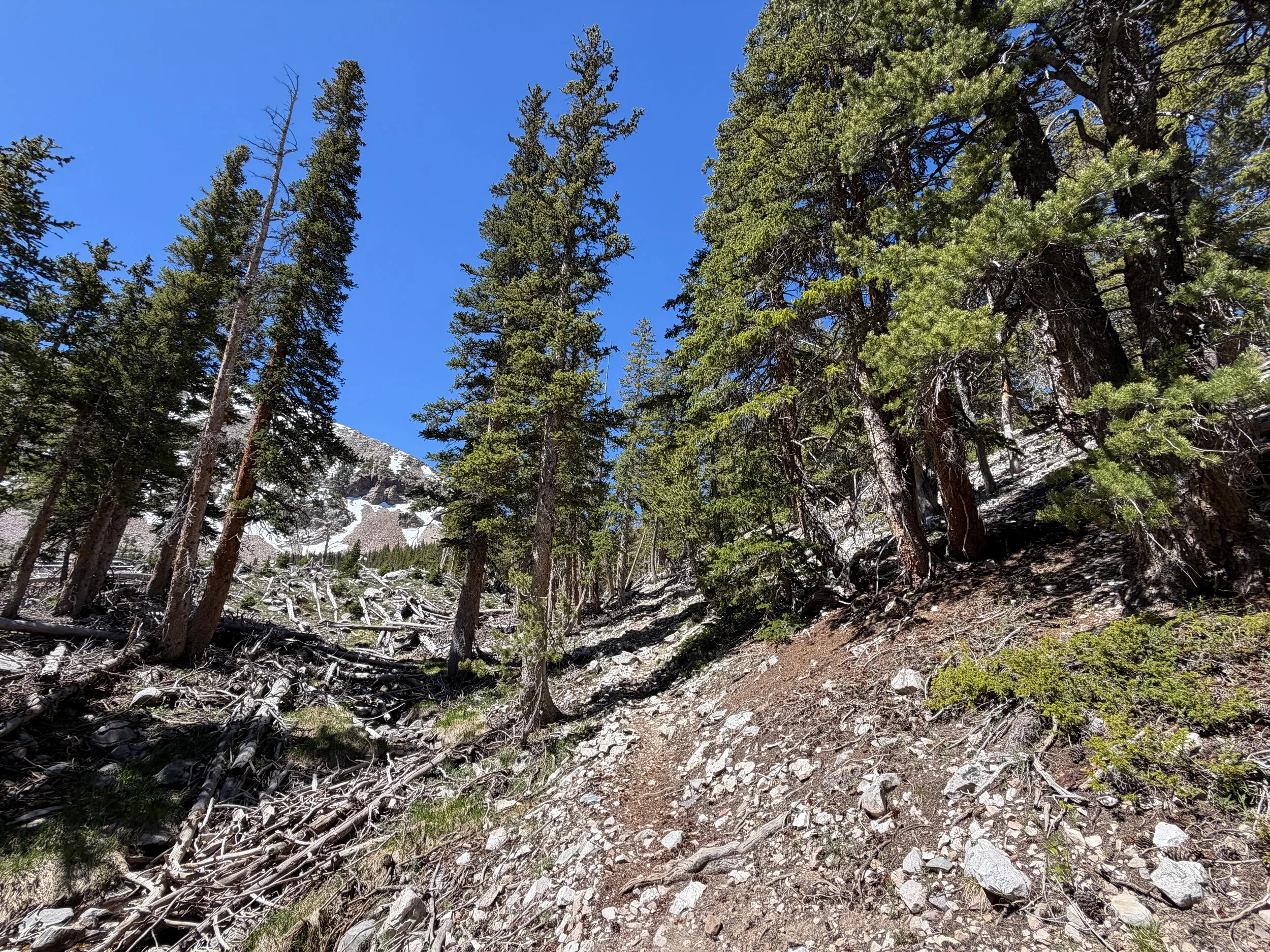 Baker Lake Trail Great Basin National Park Nevada