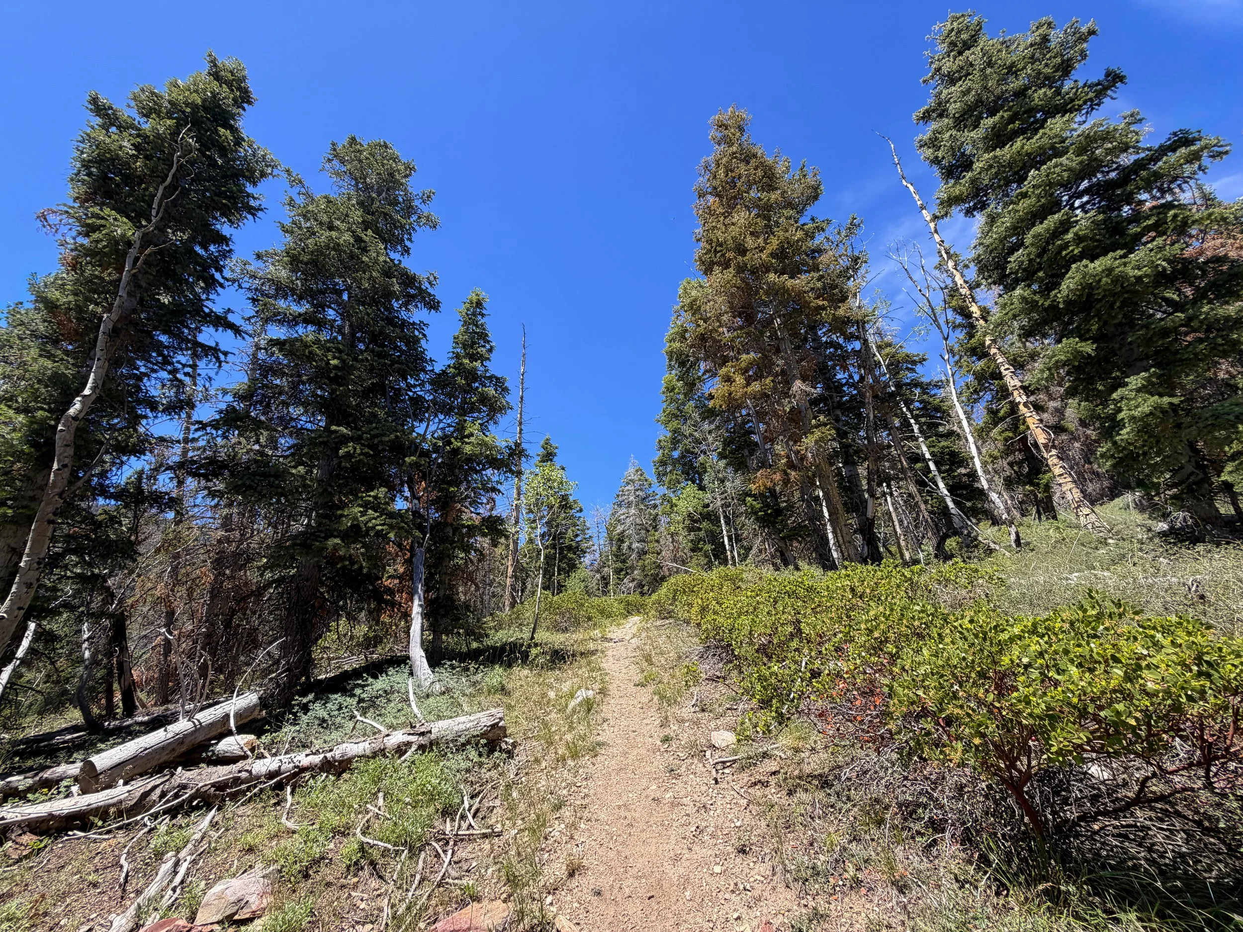 Dead Lake Trail Great Basin National Park Nevada