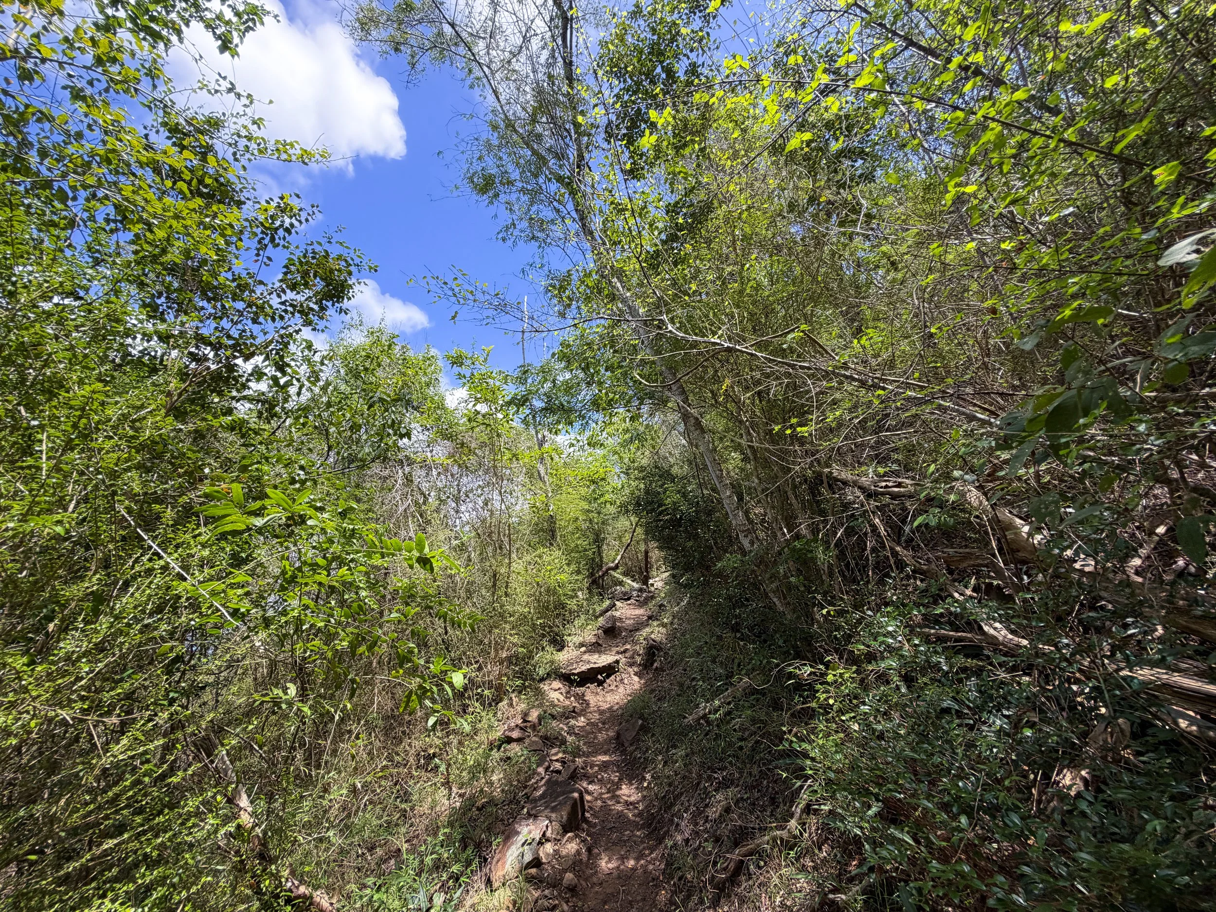 Caneel Hill Hike Virgin Islands National Park