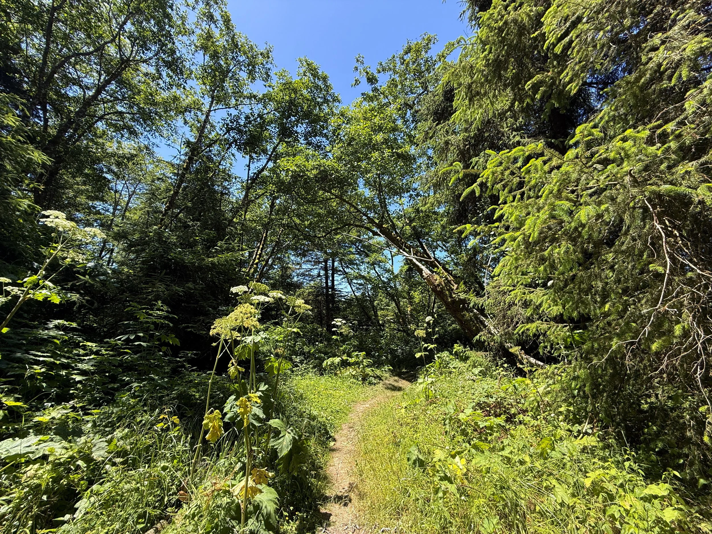 Ossagon Trail Prairie Creek Redwoods State Park California