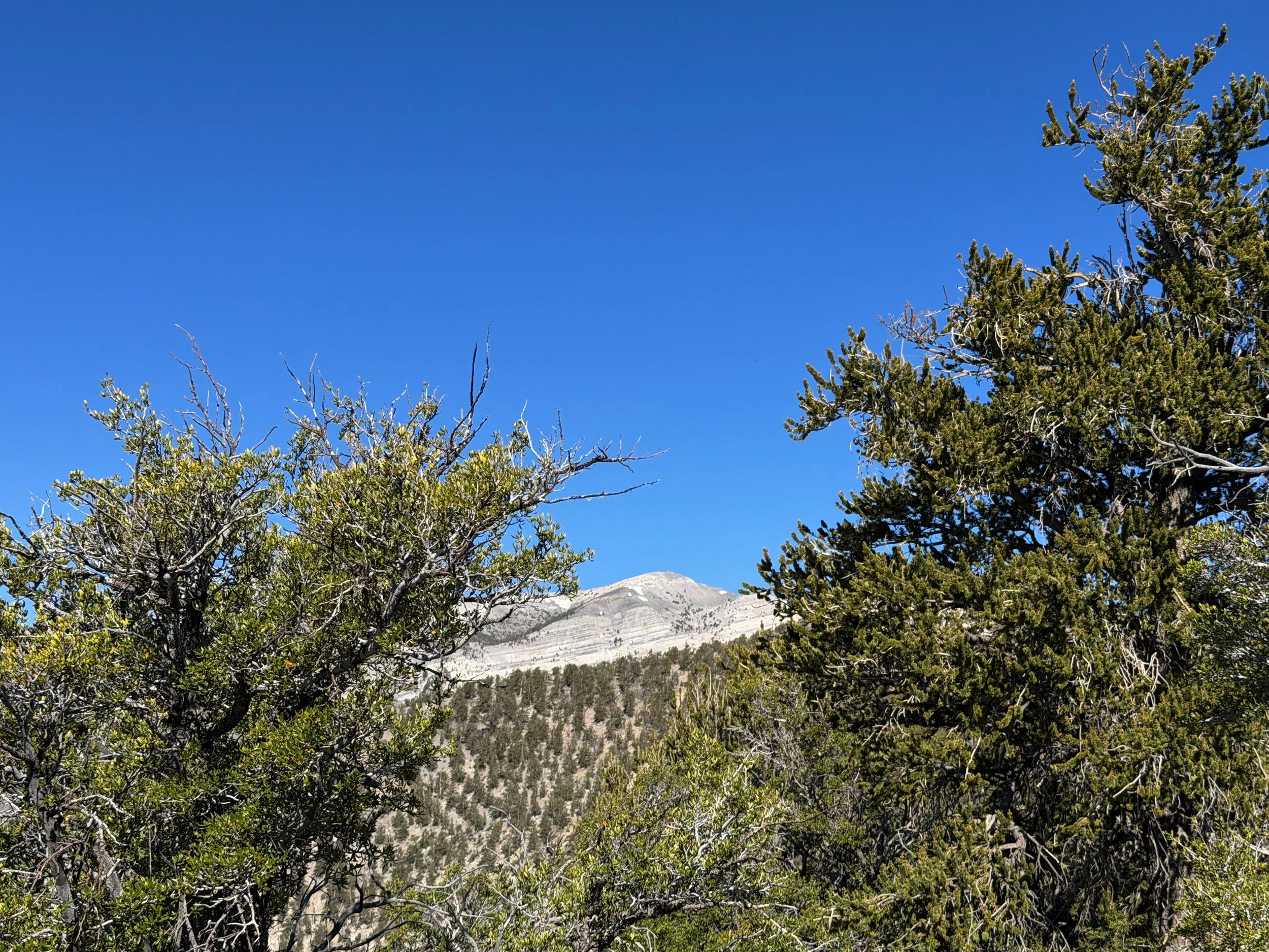 Snake Divide Trail to Magic Grove Great Basin National Park Nevada