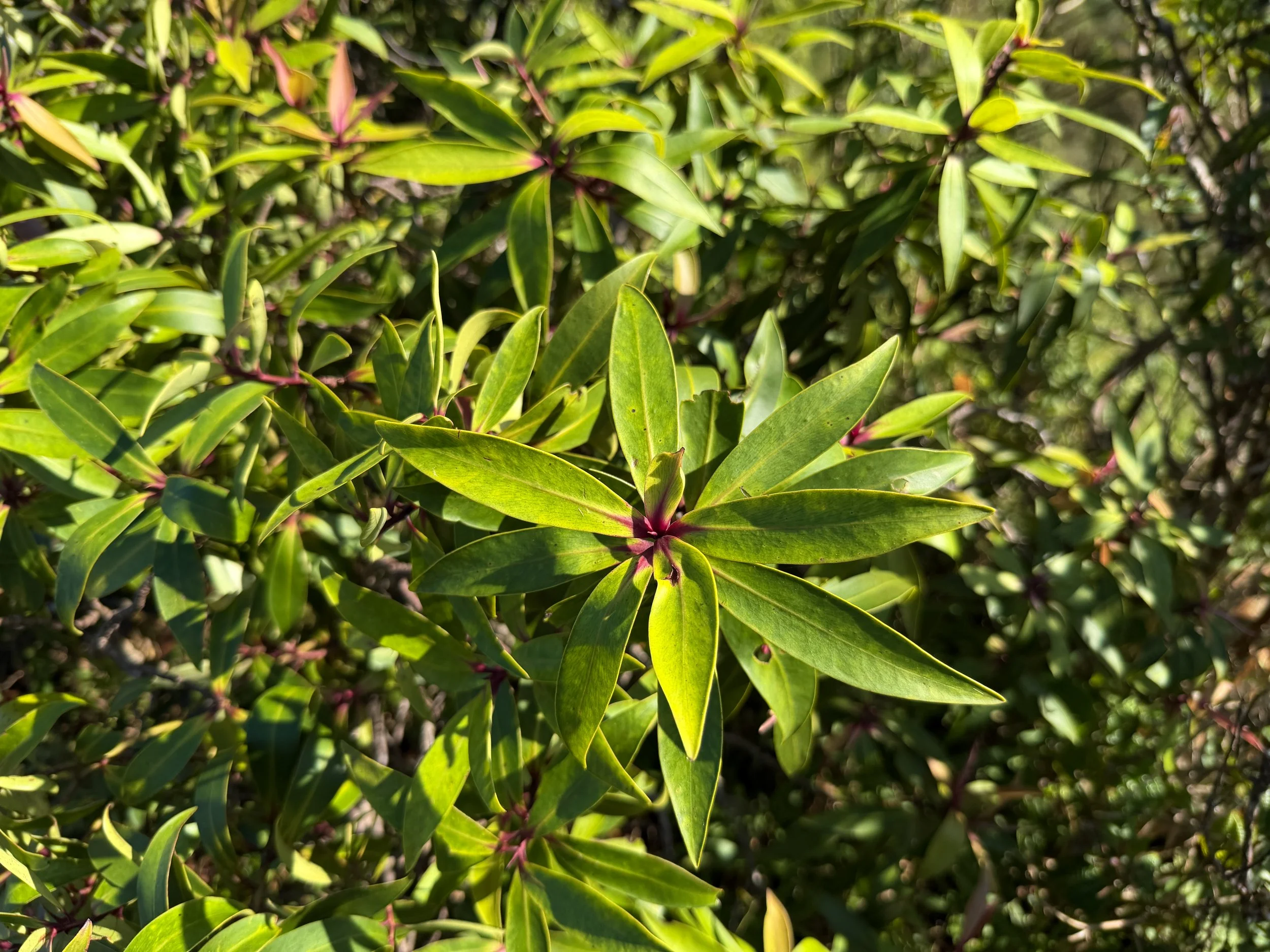 Kolea Myrsine fosbergii