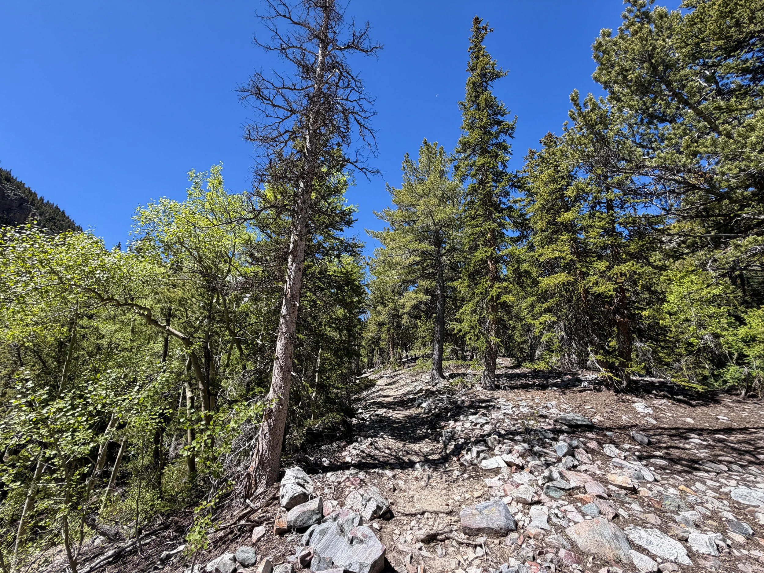 Baker Lake Trail Great Basin National Park Nevada