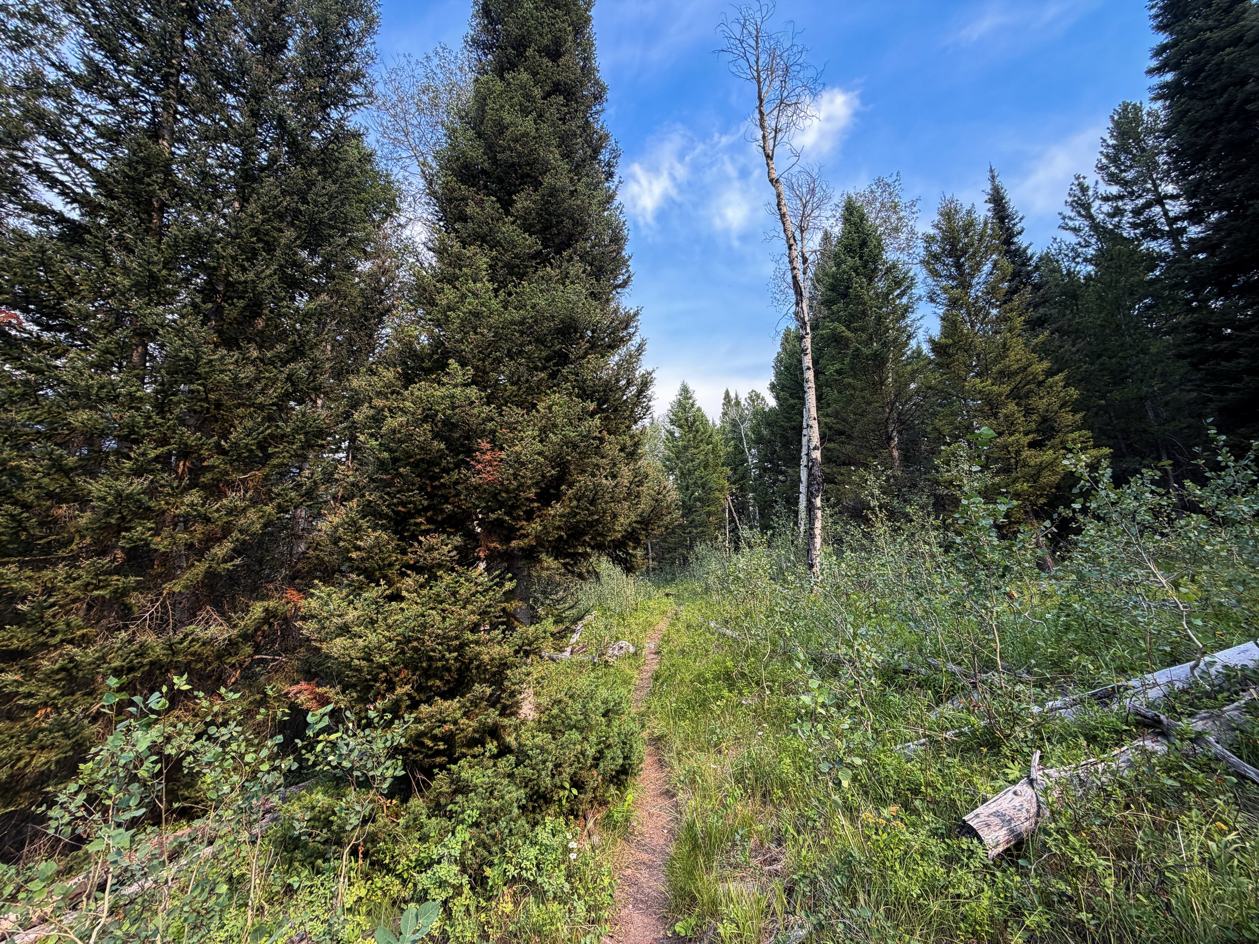 Boulder–Aspen Ridge Loop Trail Grand Teton National Park Wyoming