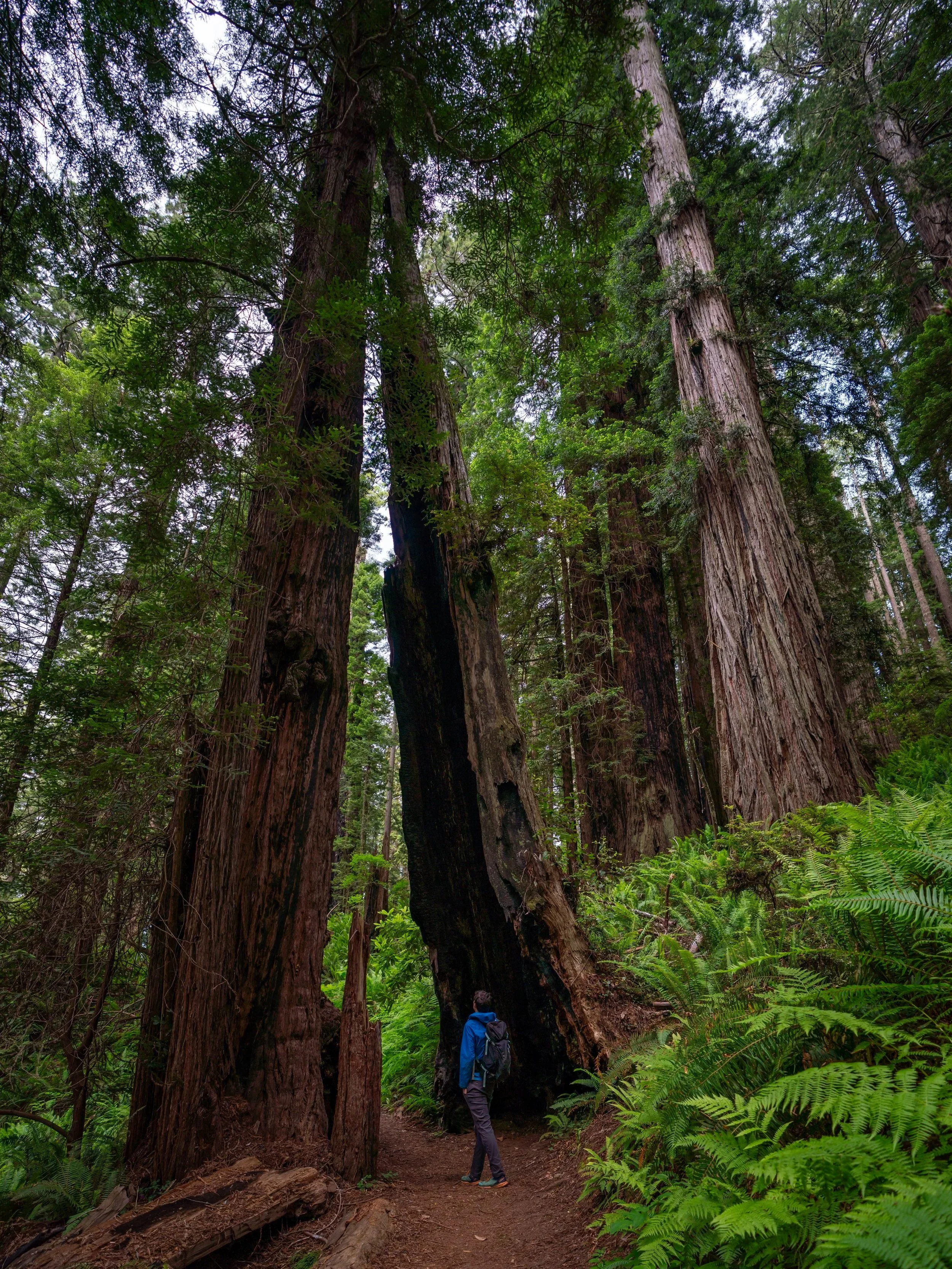 Ah-Pah Interpretive Trail Prairie Creek Redwoods State Park California