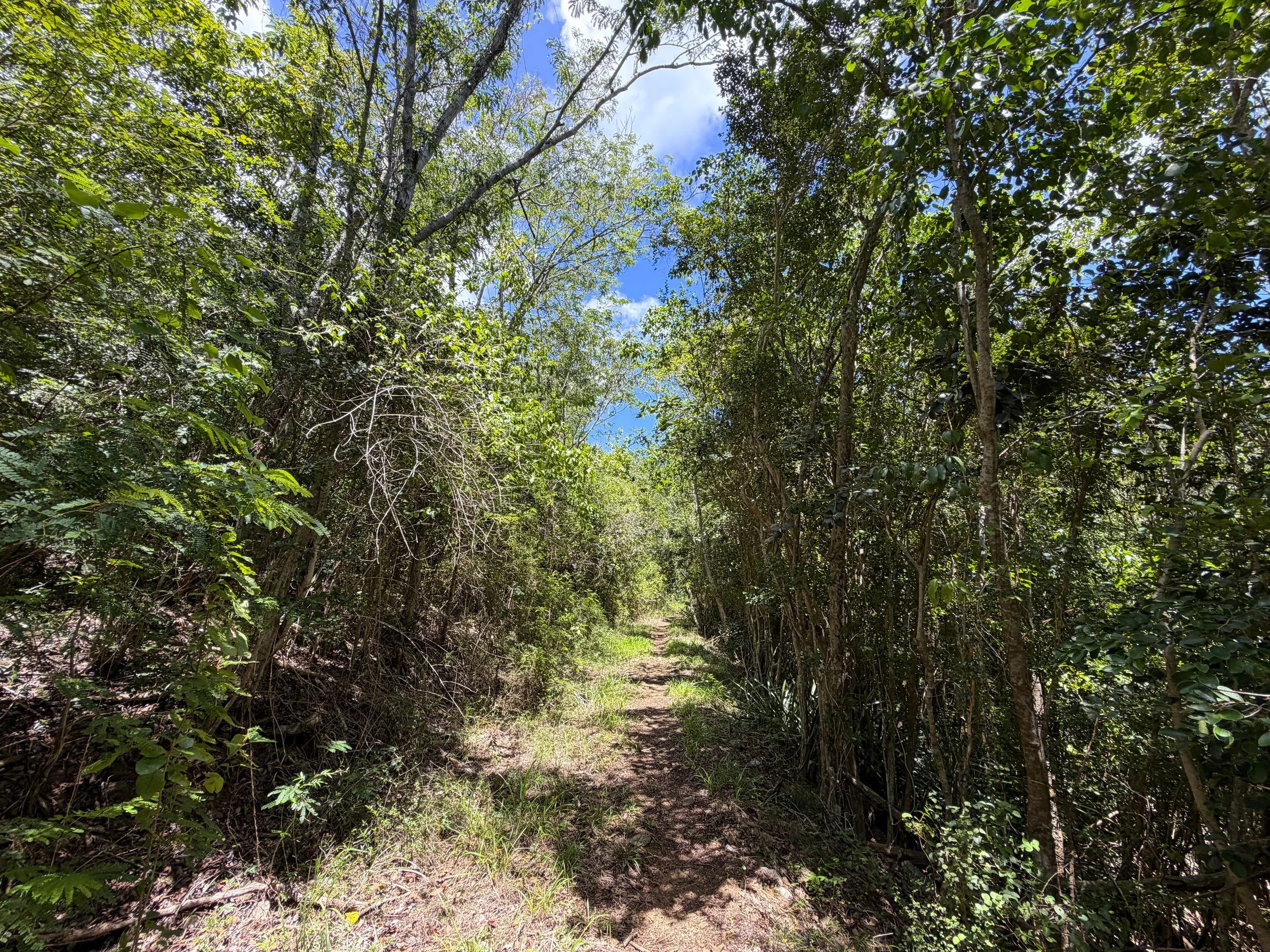 L'Esperance Hike Virgin Islands National Park