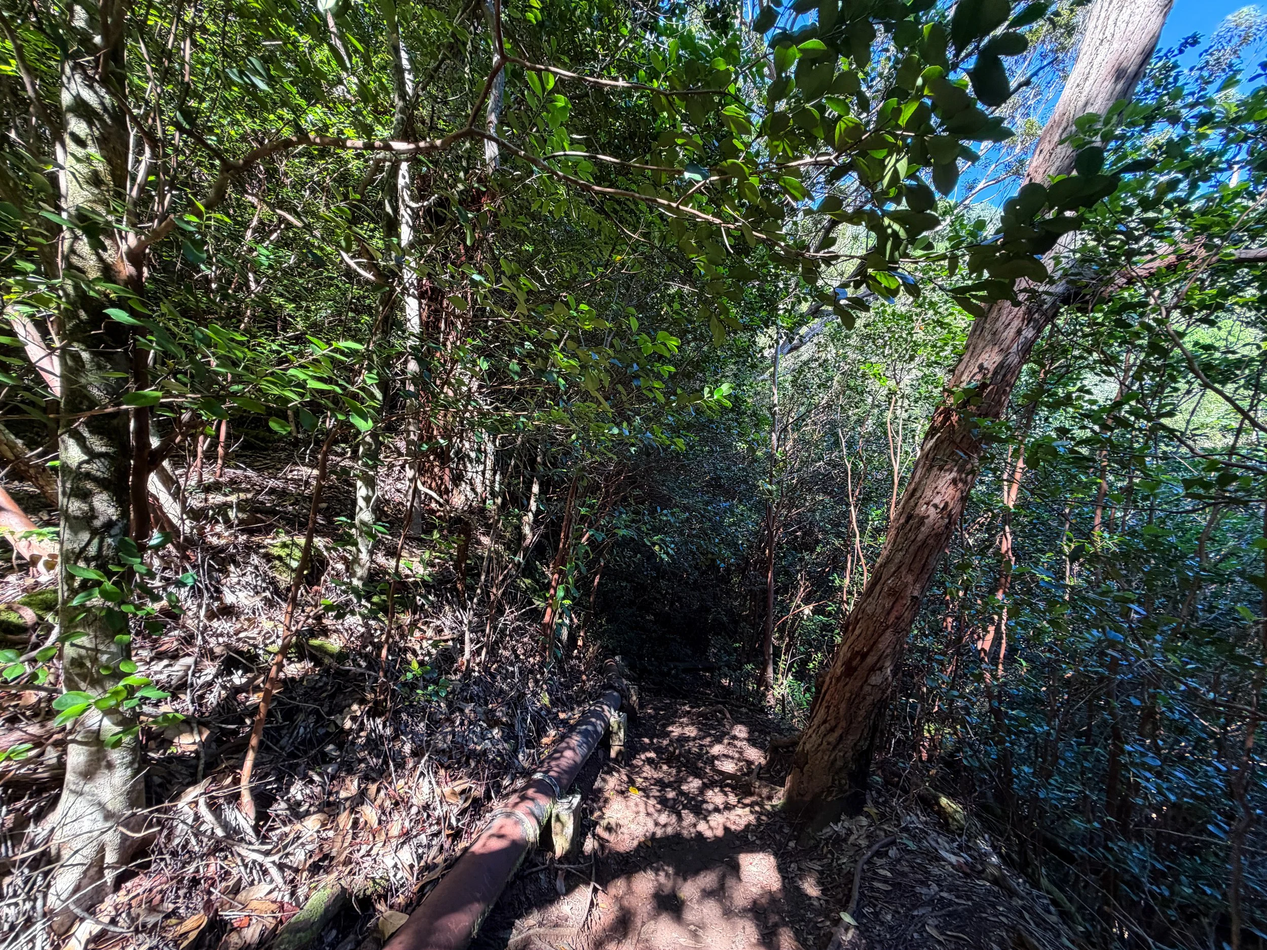 Kaau Crater Trail Pipe Oahu Hawaii