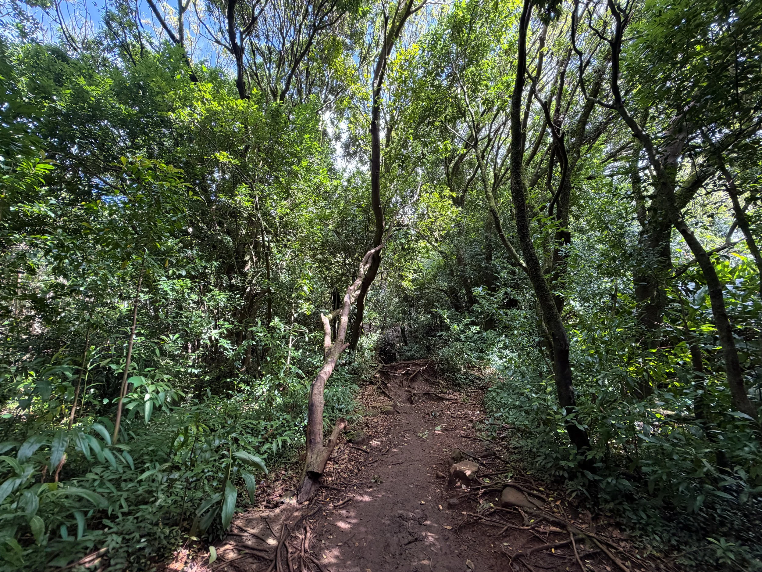 Lulumahu Falls Trail Oahu Hawaii