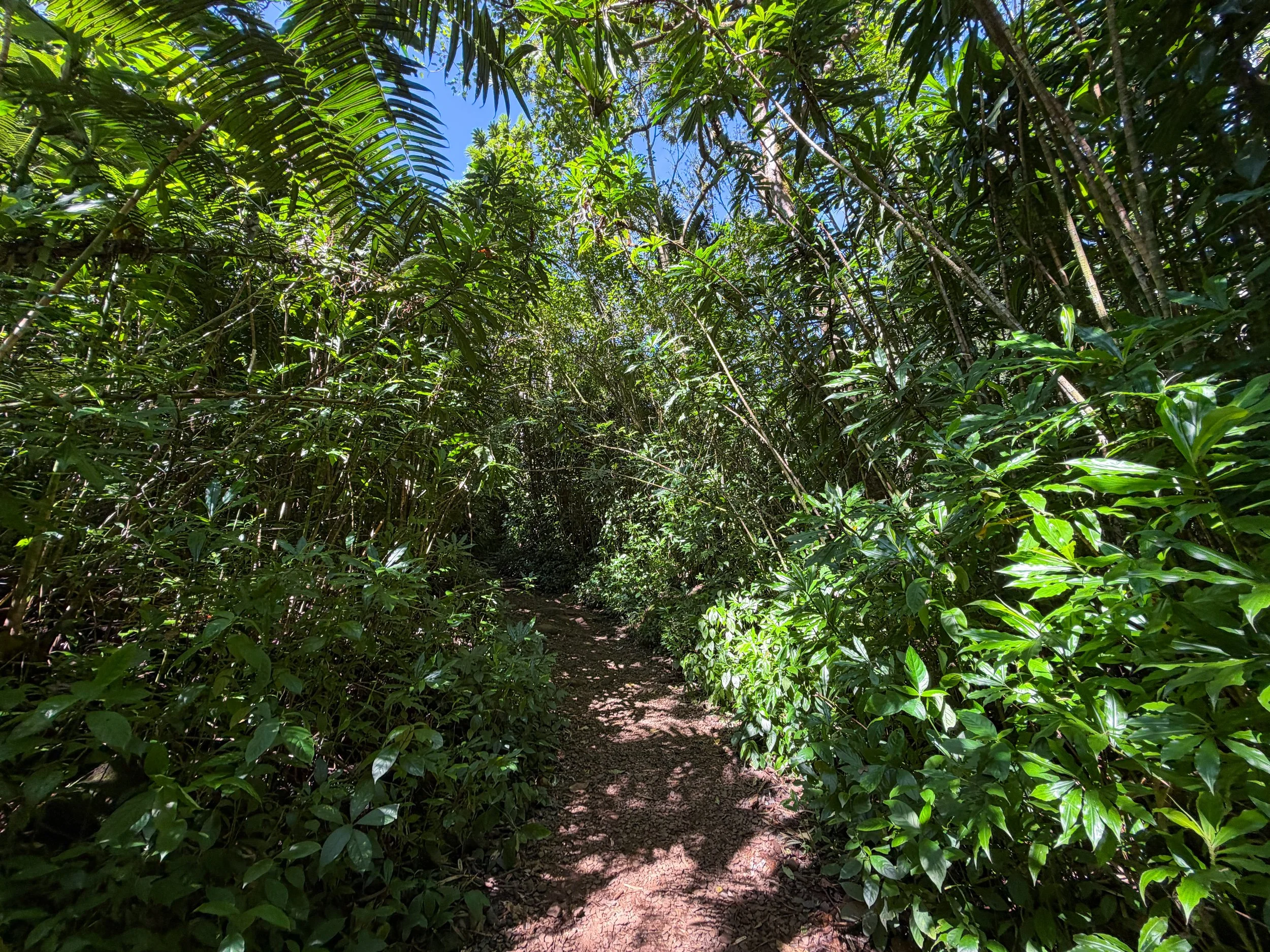 Manoa Falls Trail Oahu Hawaii