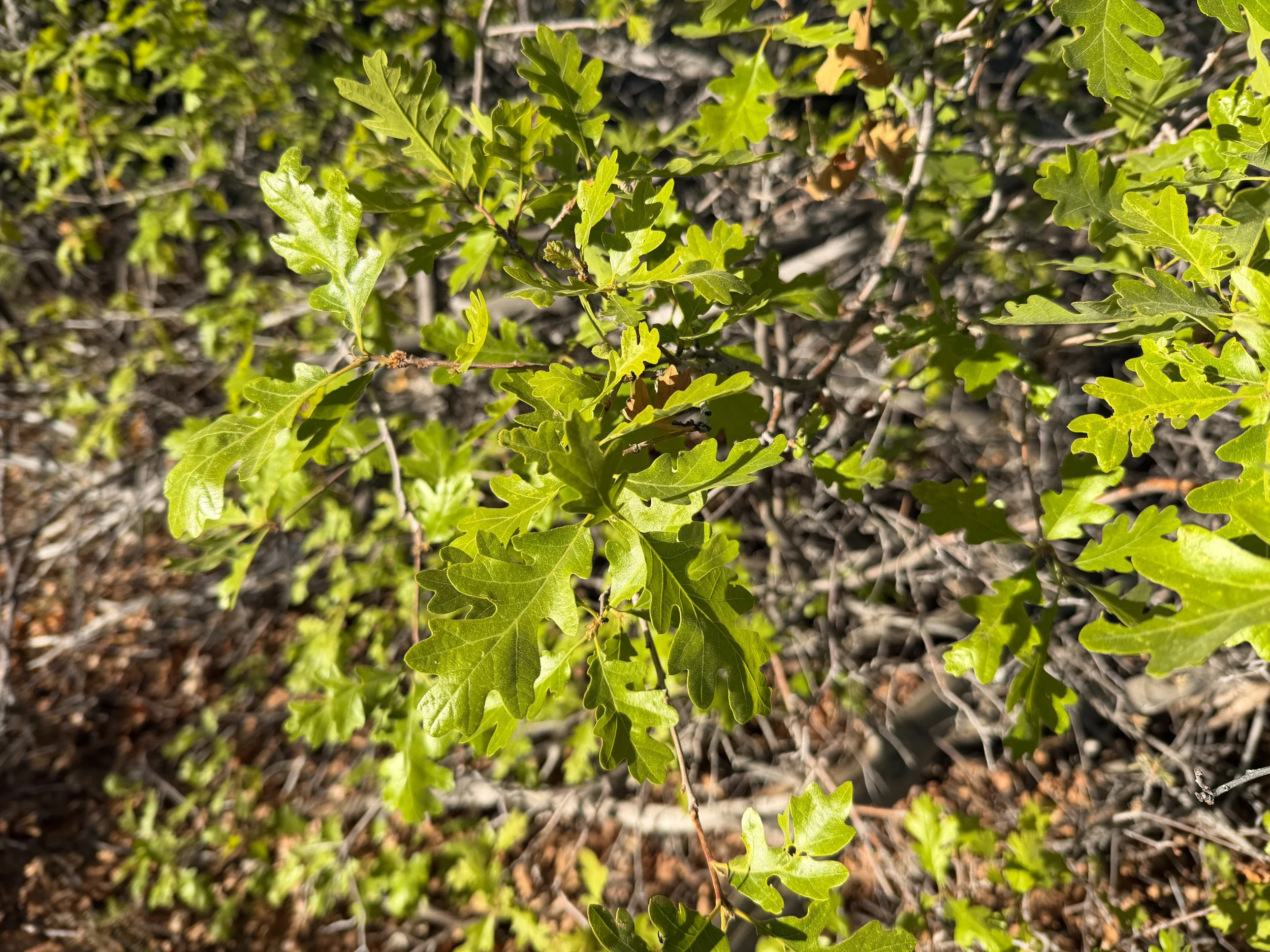 Gambel Oak Quercus gambelii